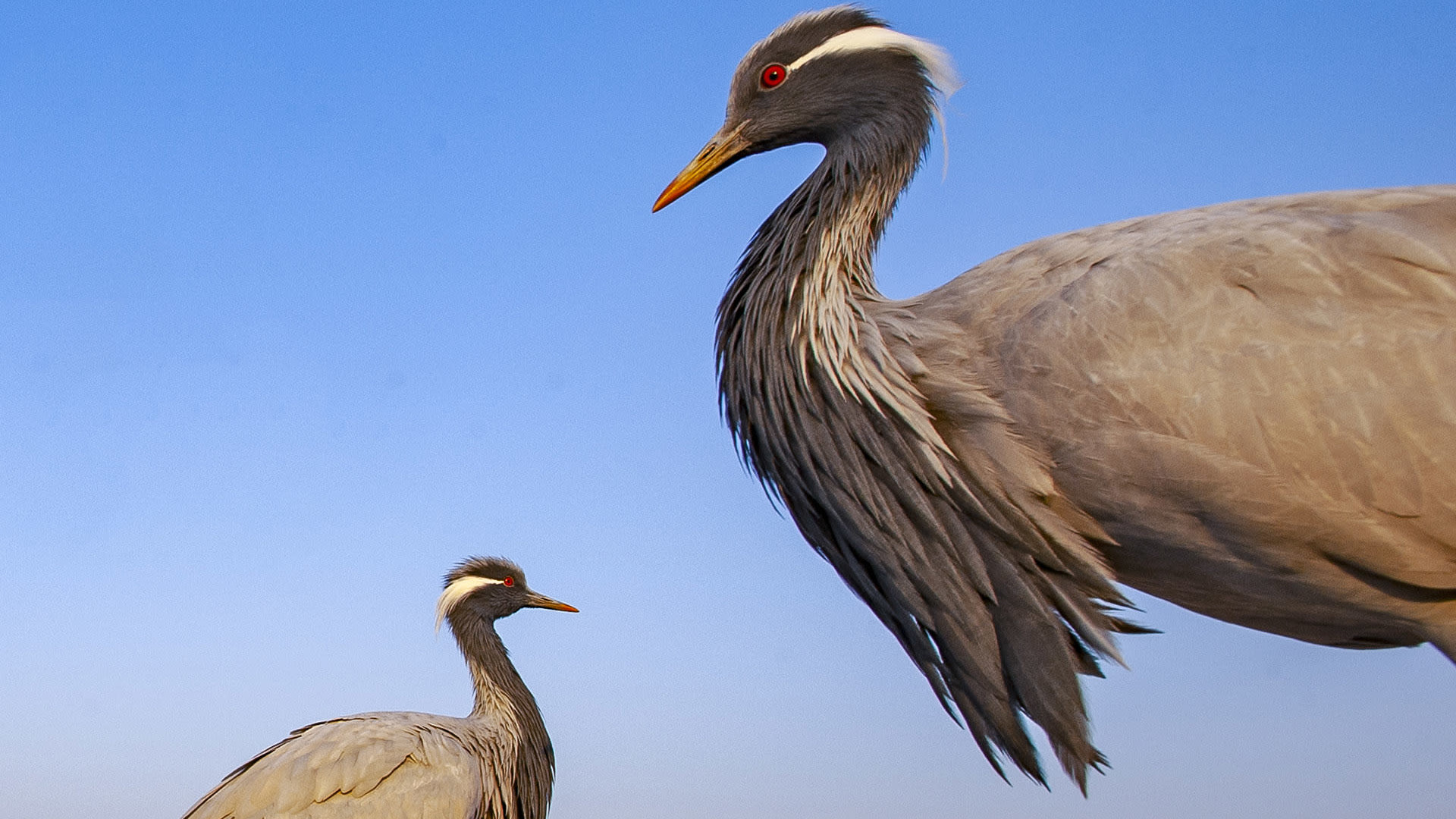 Guest List of Thousands: Demoiselle Cranes in Kheechan