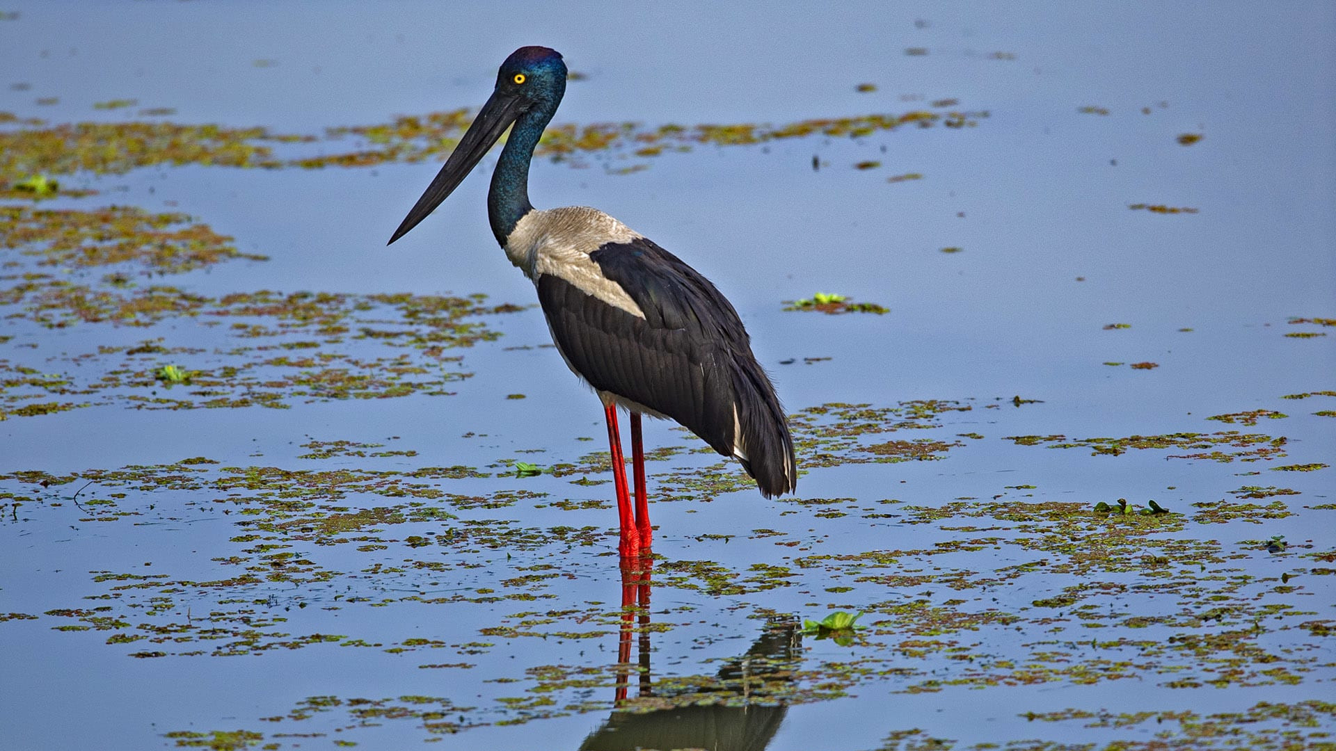 Black-necked Stork in the Eye of the Marsh