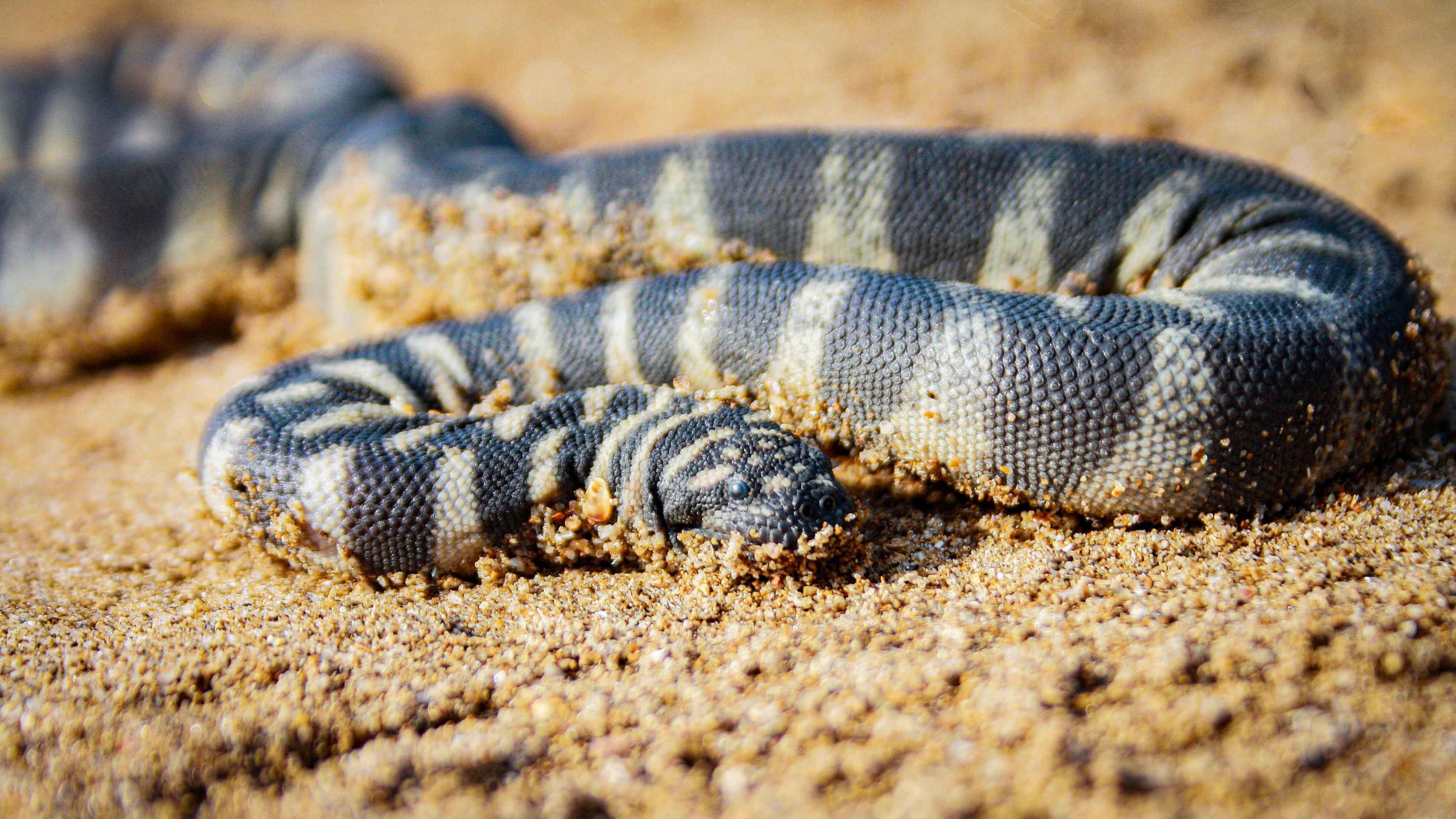 Little File Snake: The Silent Predator