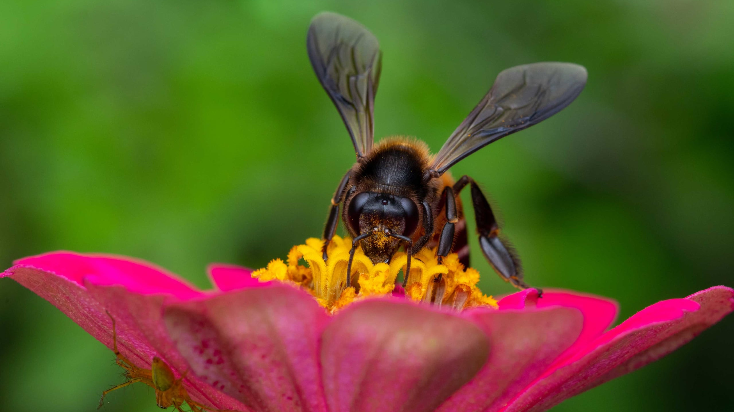 Wild and Free: Where the Rock Bees Roam
