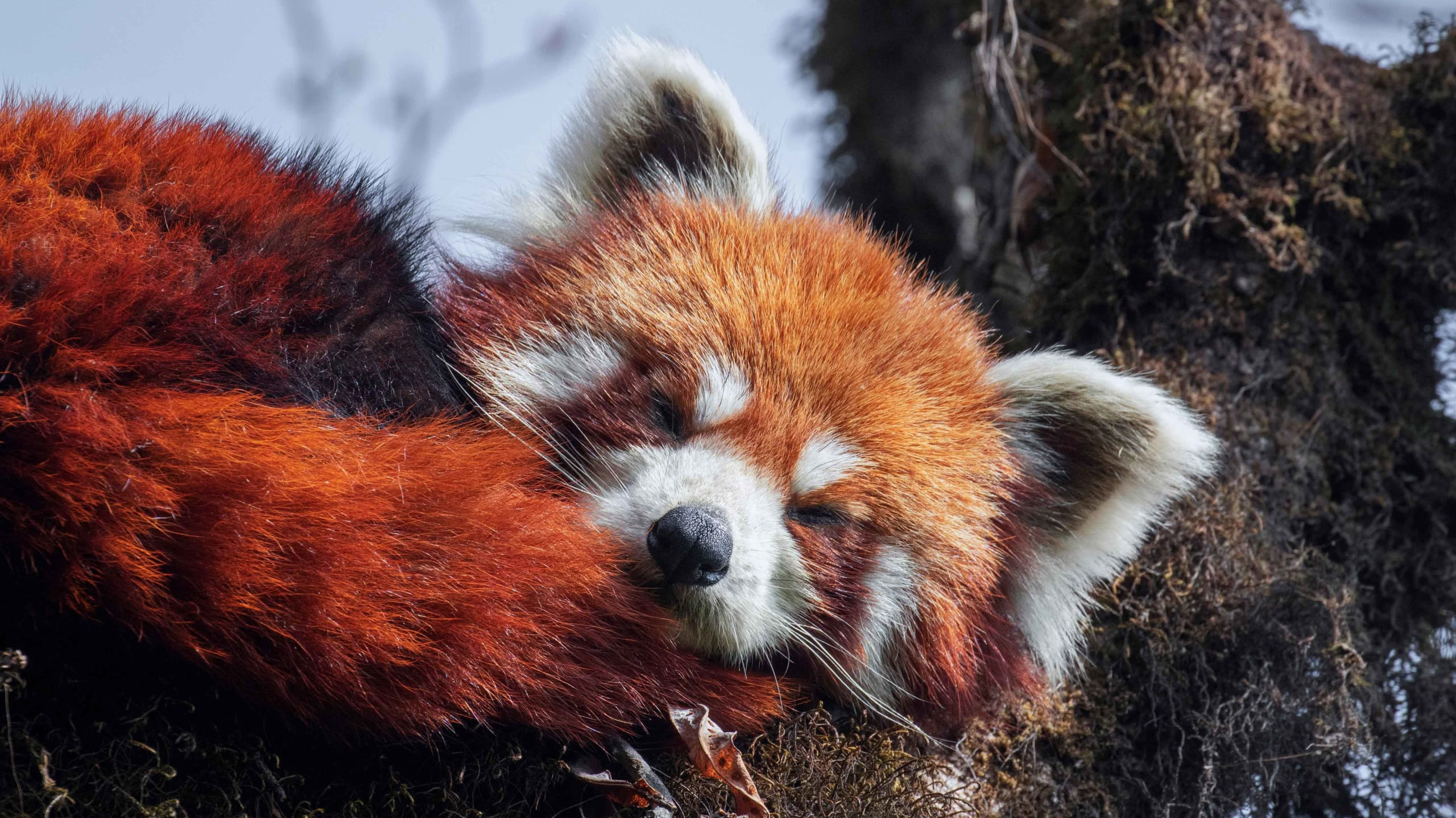 Red Panda: Under the Radar in Singalila