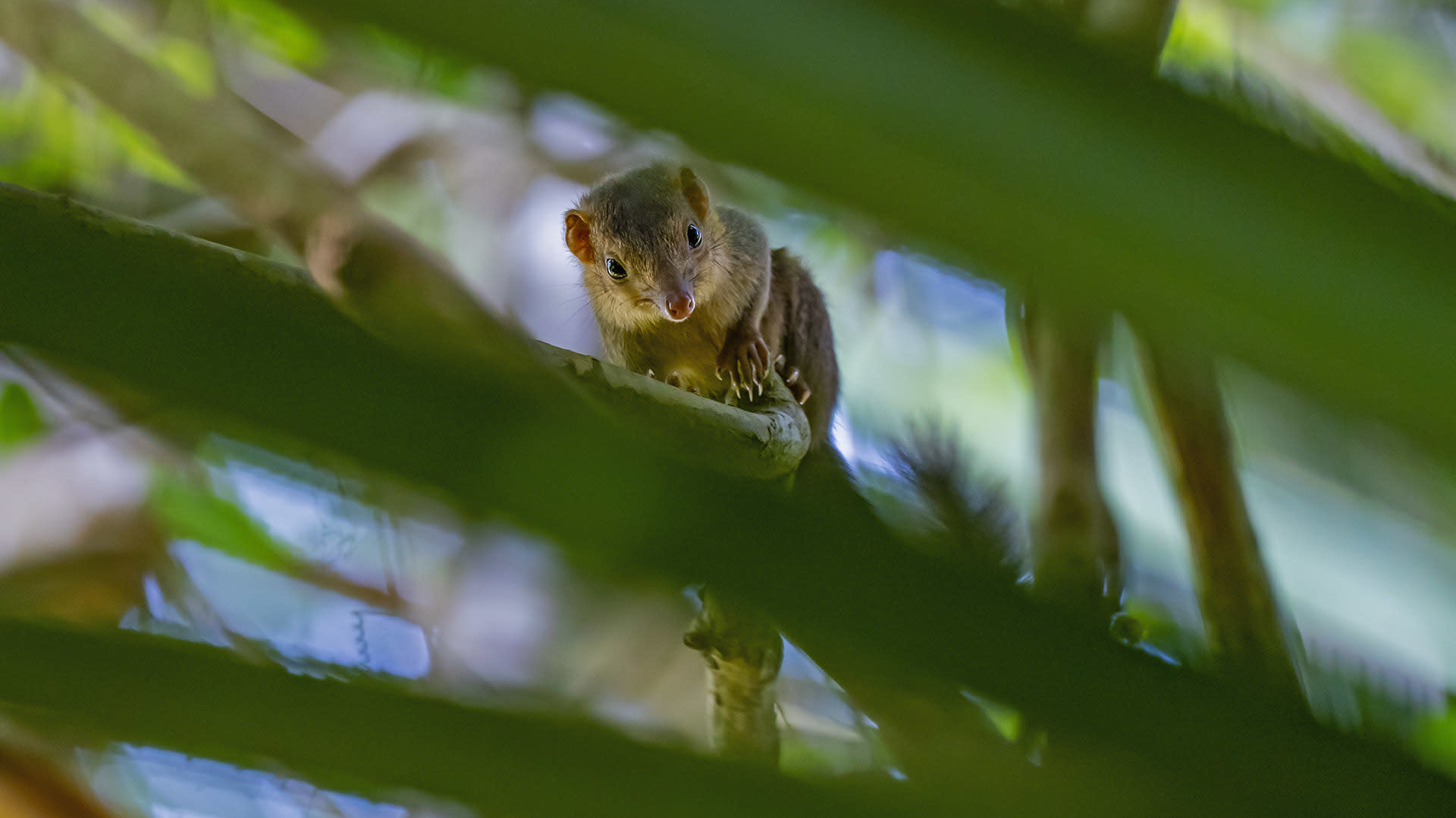 Nicobar Treeshrew: Squeaking Spy and Forest Alarmist