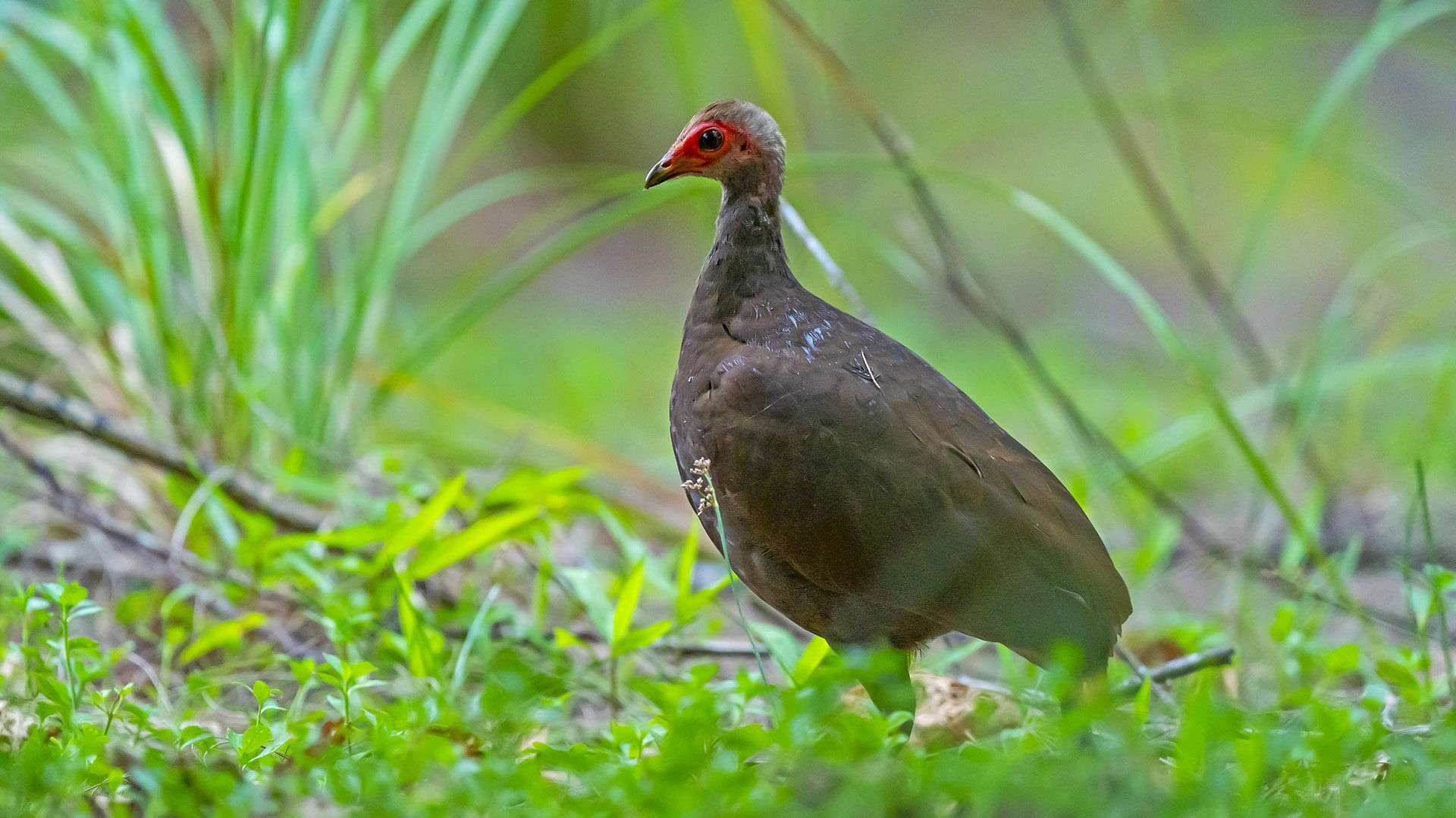 Playing Hide and Seek with the Nicobar Megapode
