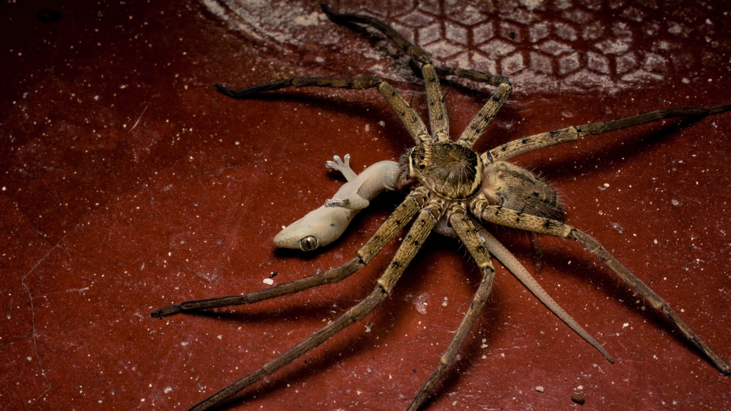Huntsman Spider: Apex Predator in a Microhabitat