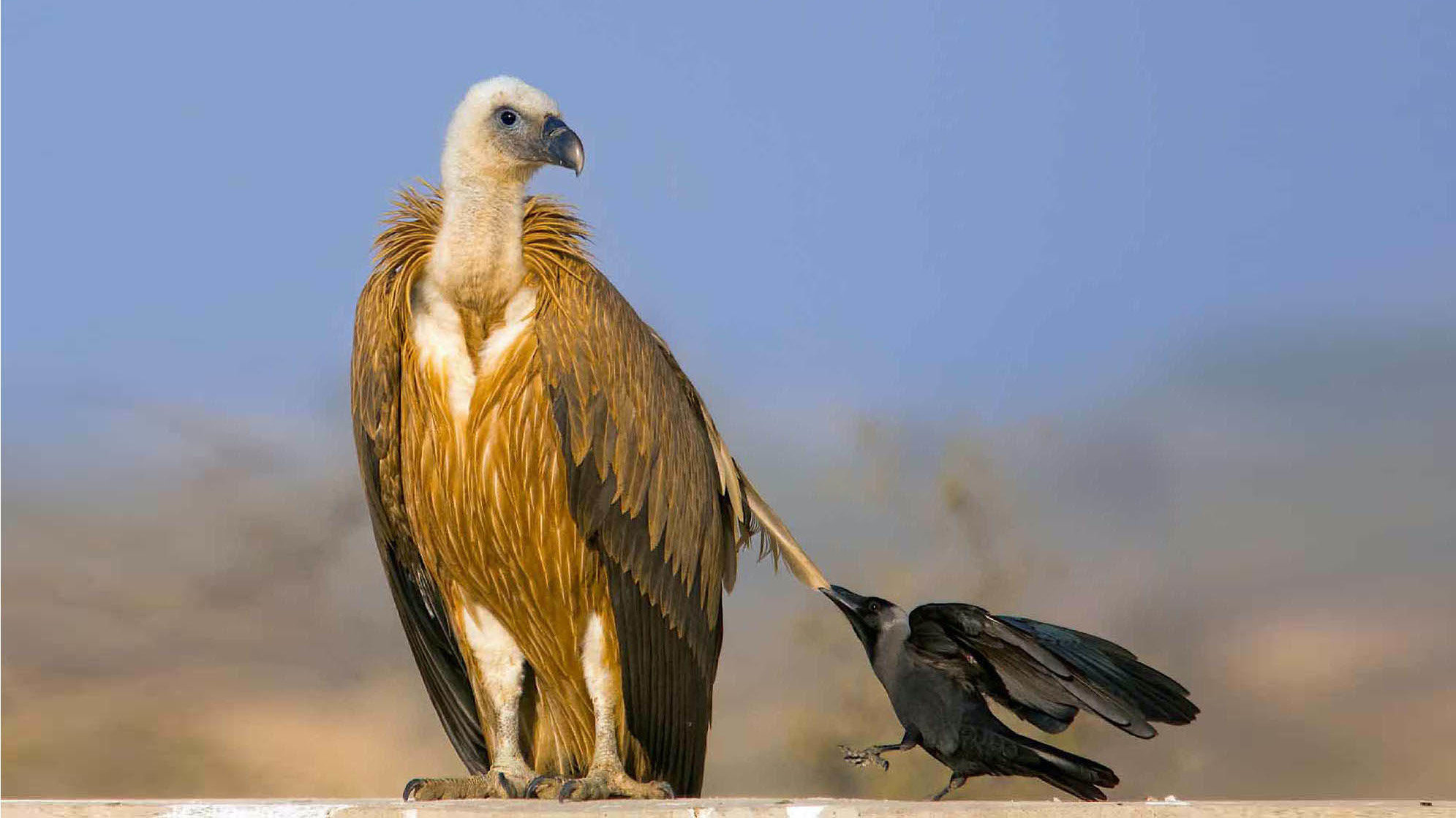 The Corvid Mafiosi: Intelligentsia of the Bird World