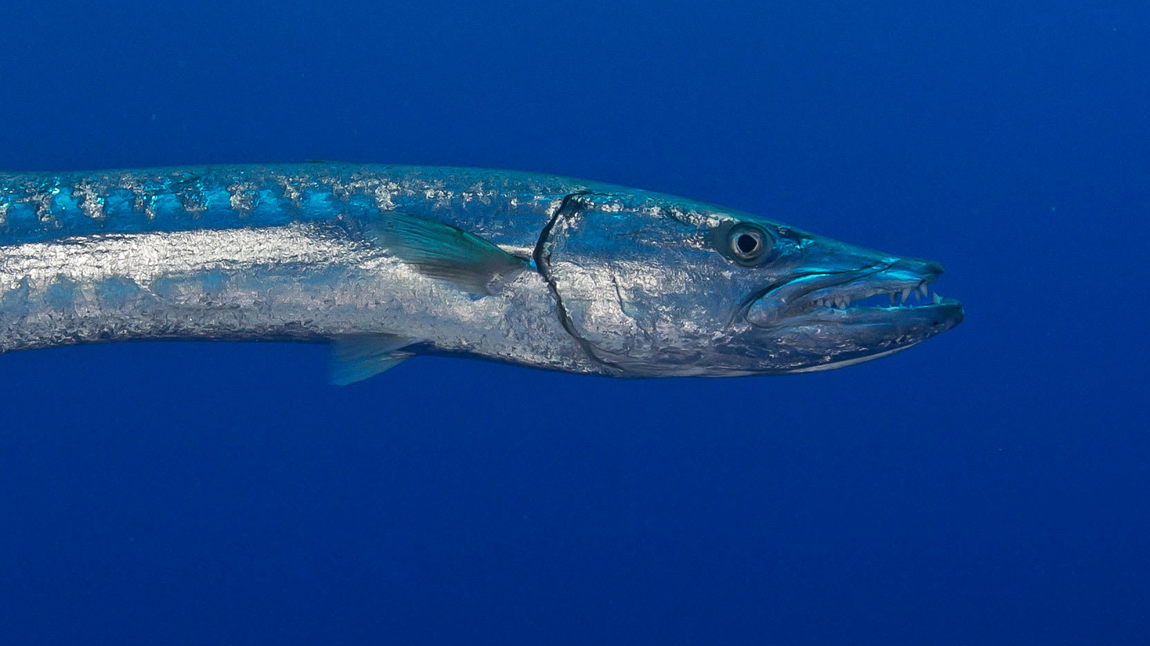 Great Barracuda: Shiny and Scary but Surprisingly Shy
