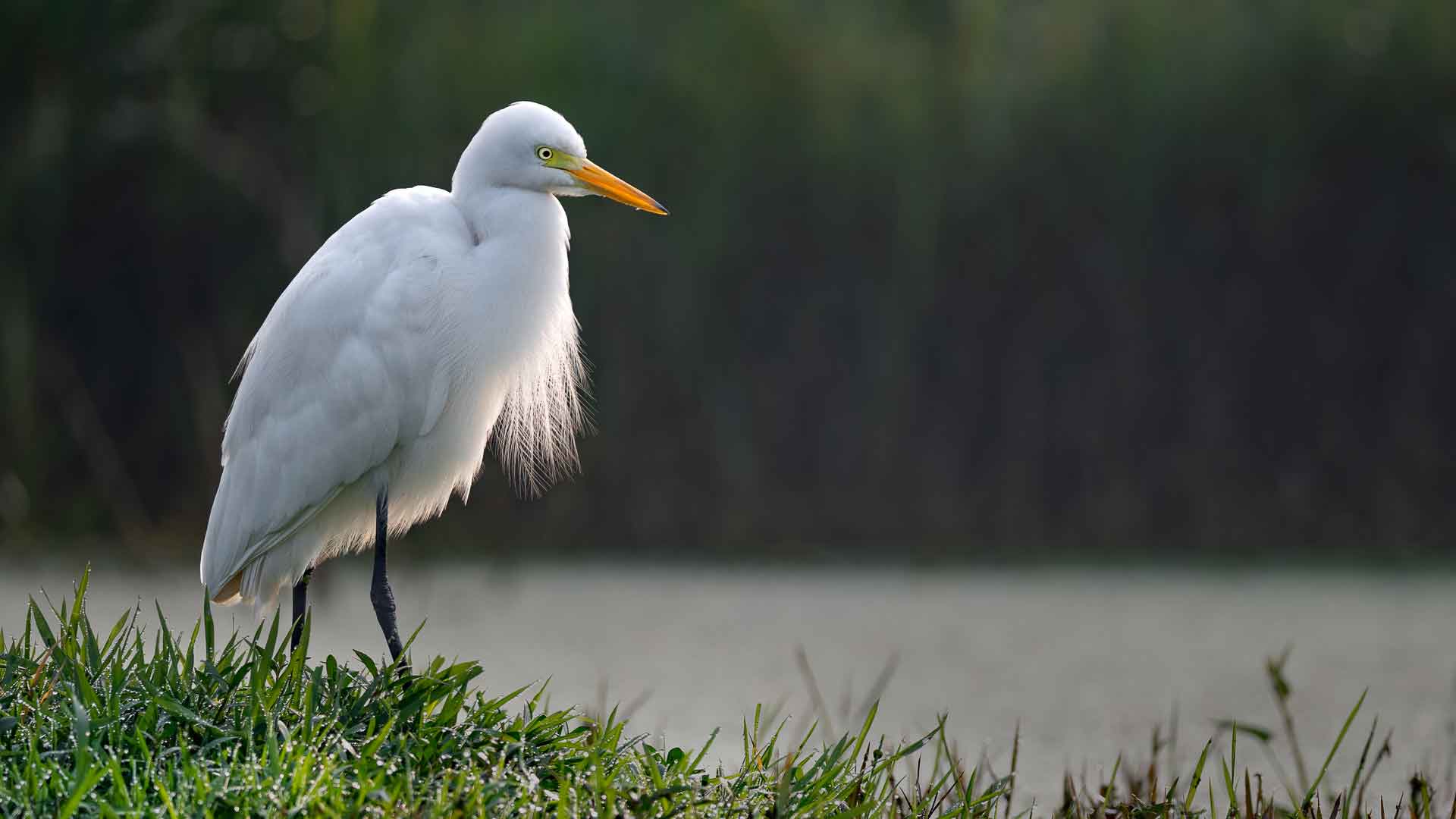 Smaller Herons and Egrets: Hunchbacks and Those Lovely in Lace
