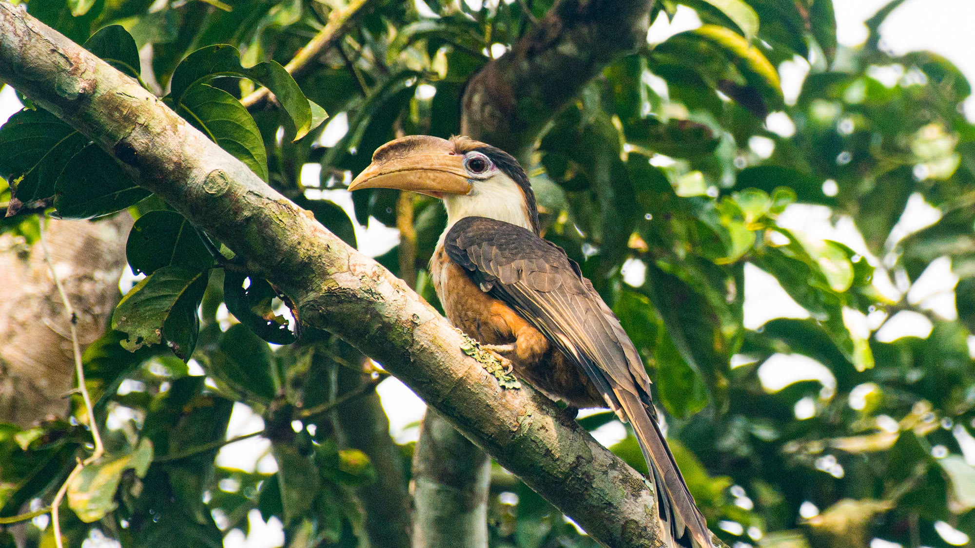 White-throated Brown Hornbills: Cackling in Assam’s Lowland Rainforests