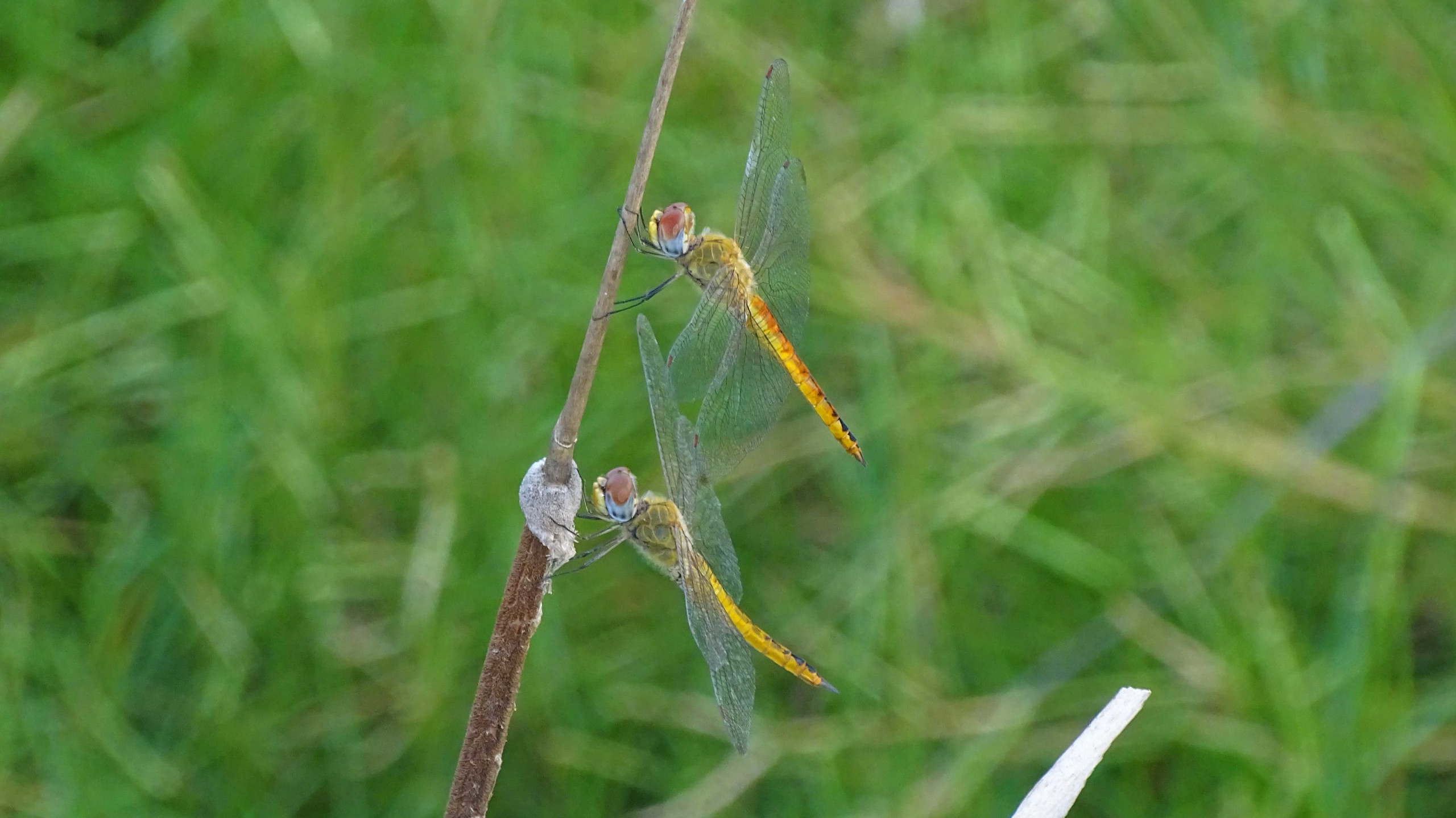 Wandering Glider: World Traveller and Weather Vane