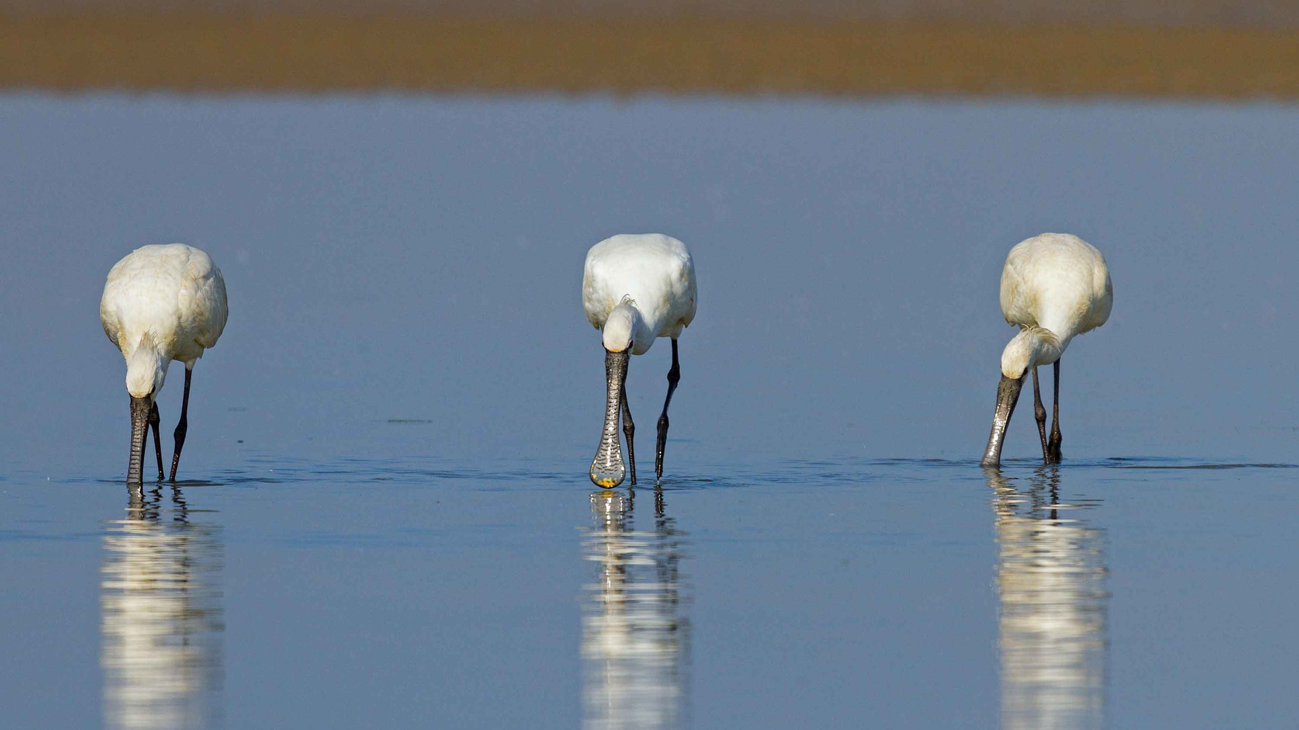 Eurasian Spoonbills: The Moody Minesweepers