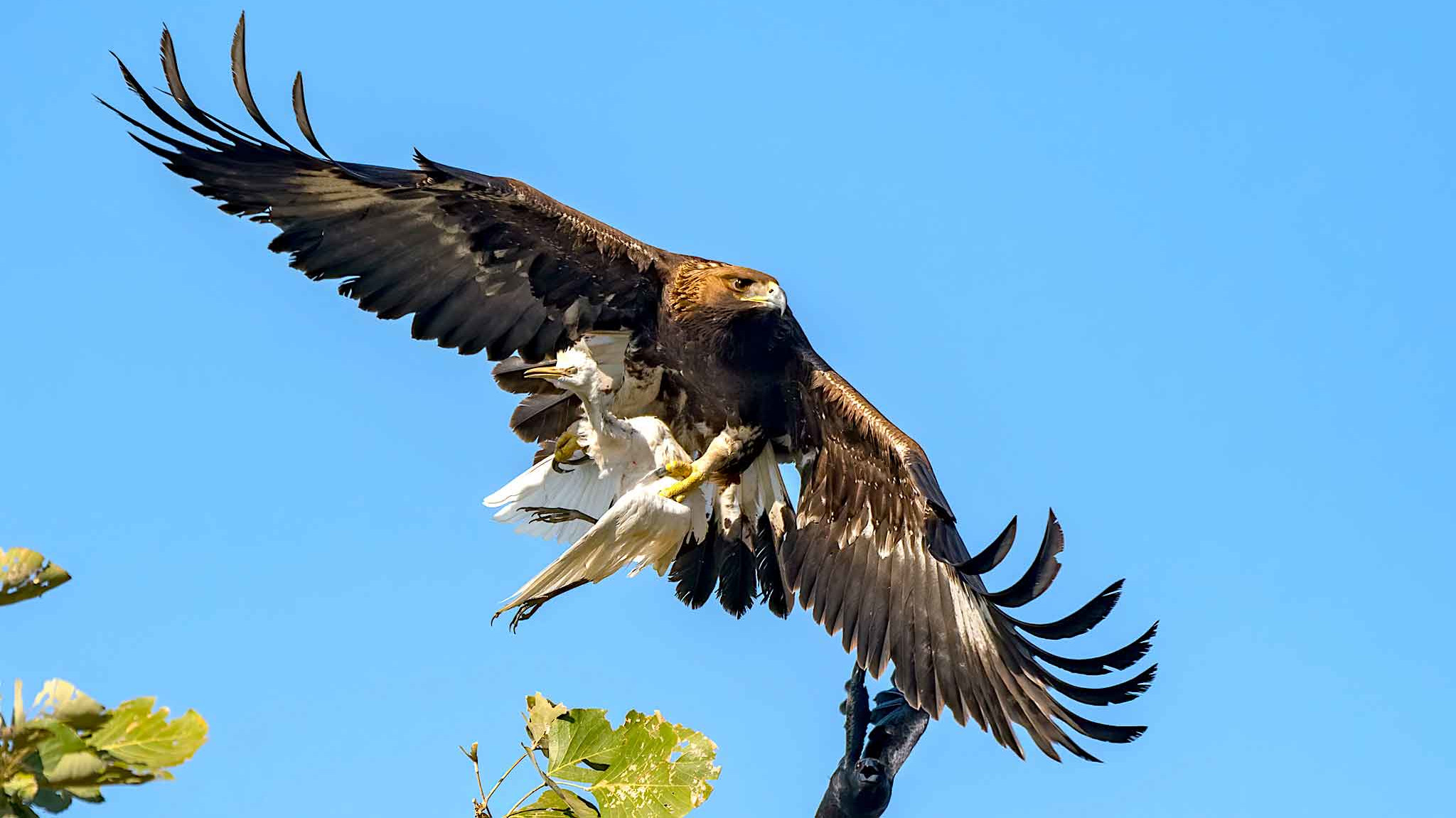 Skylords: View from the Eagles’ Eyrie