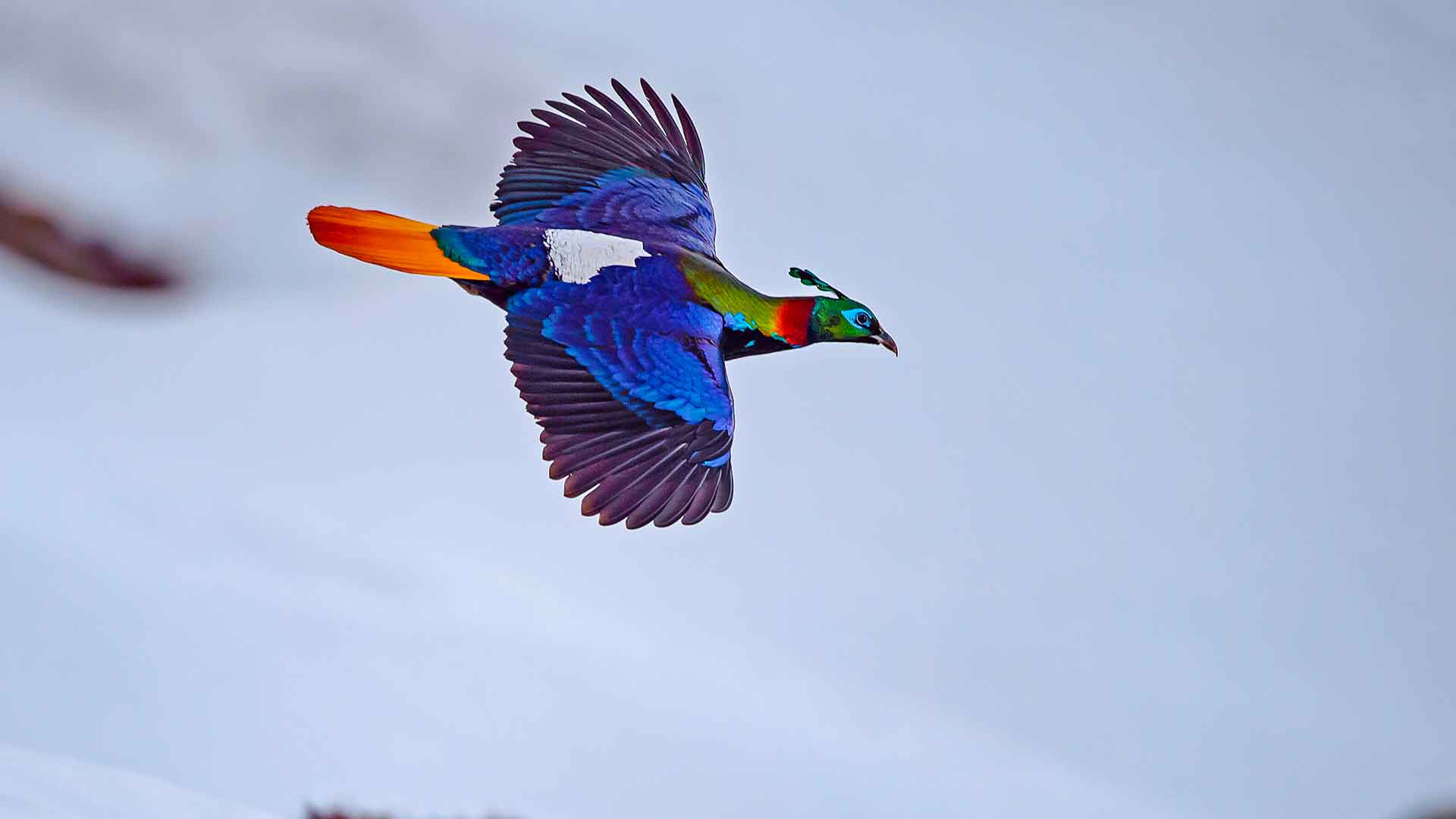Himalayan Monal: Monarch of the High Mountains