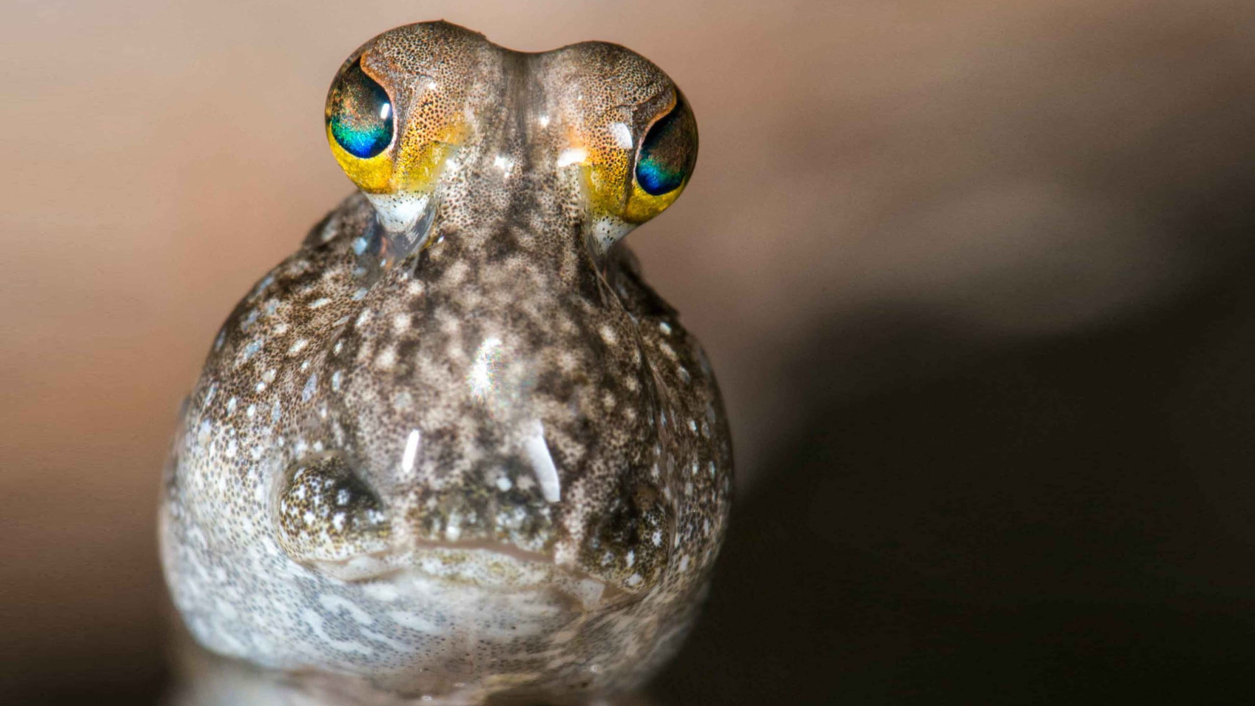 Walking with Mudskippers: A Fish That’s Happy Out of Water