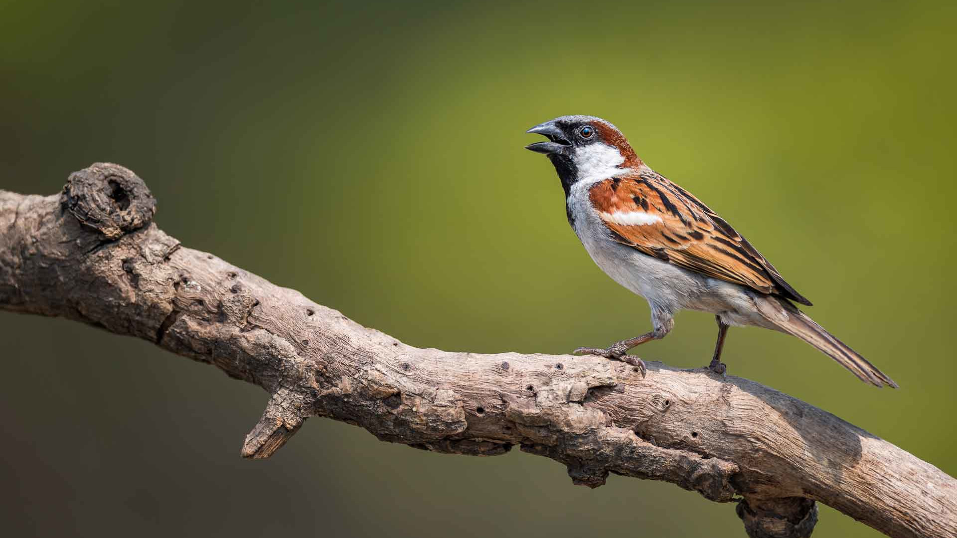Sparrows: Fall of the Little Birds