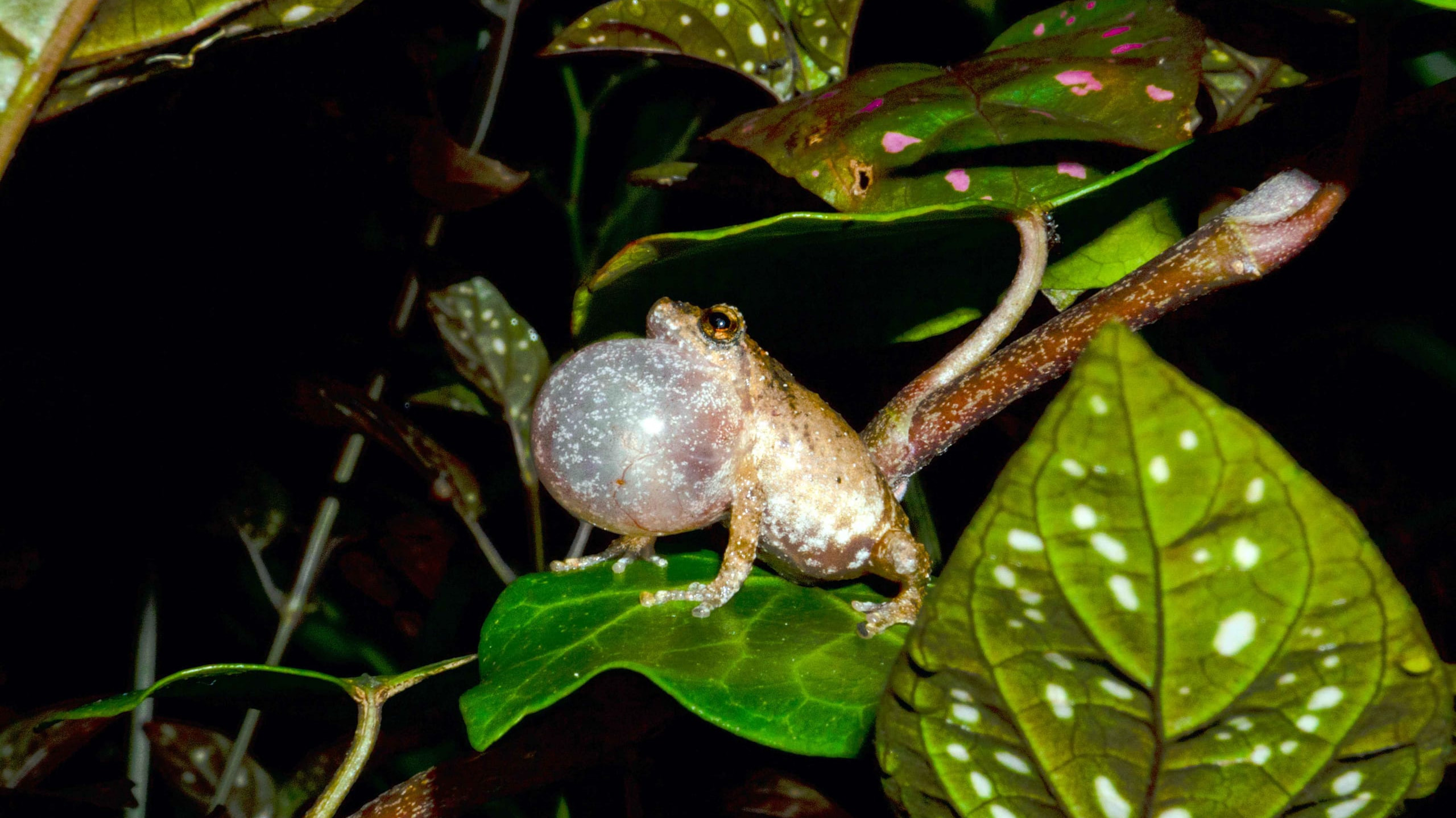 Shillong Bush Frog: Ticking its Way Through the Monsoon