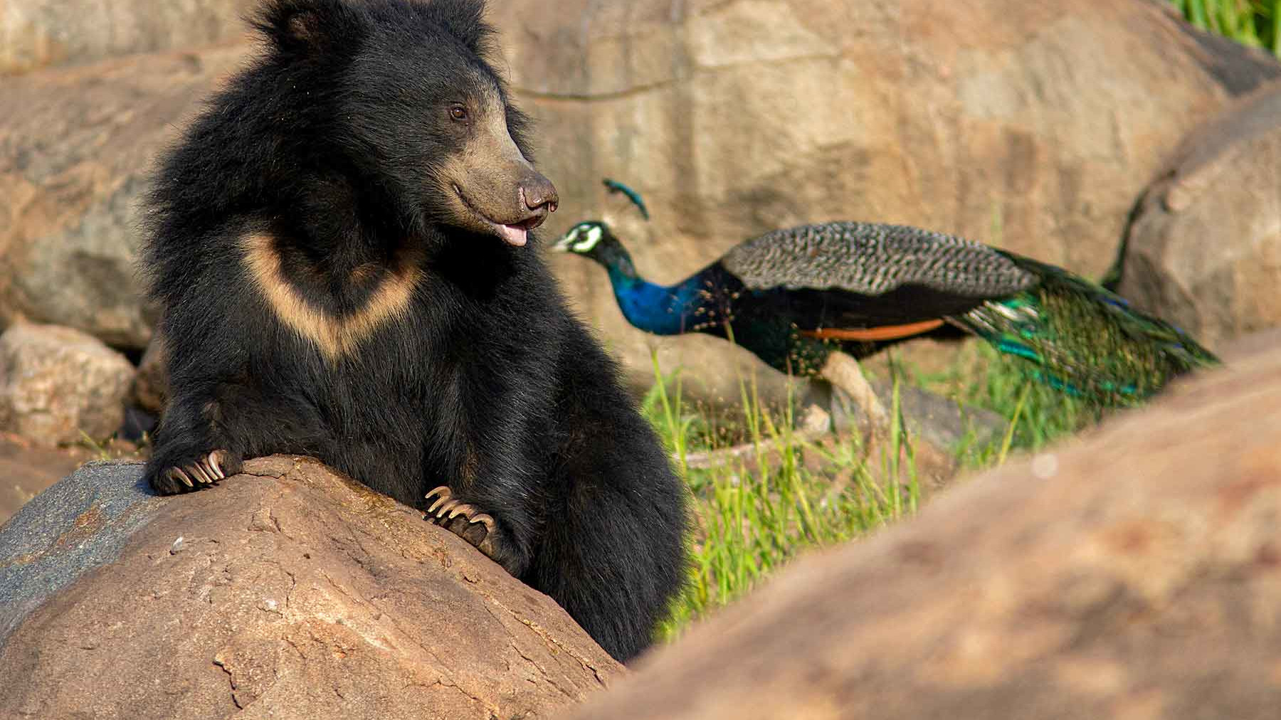 The Blessed Bears of Daroji Sloth Bear Sanctuary
