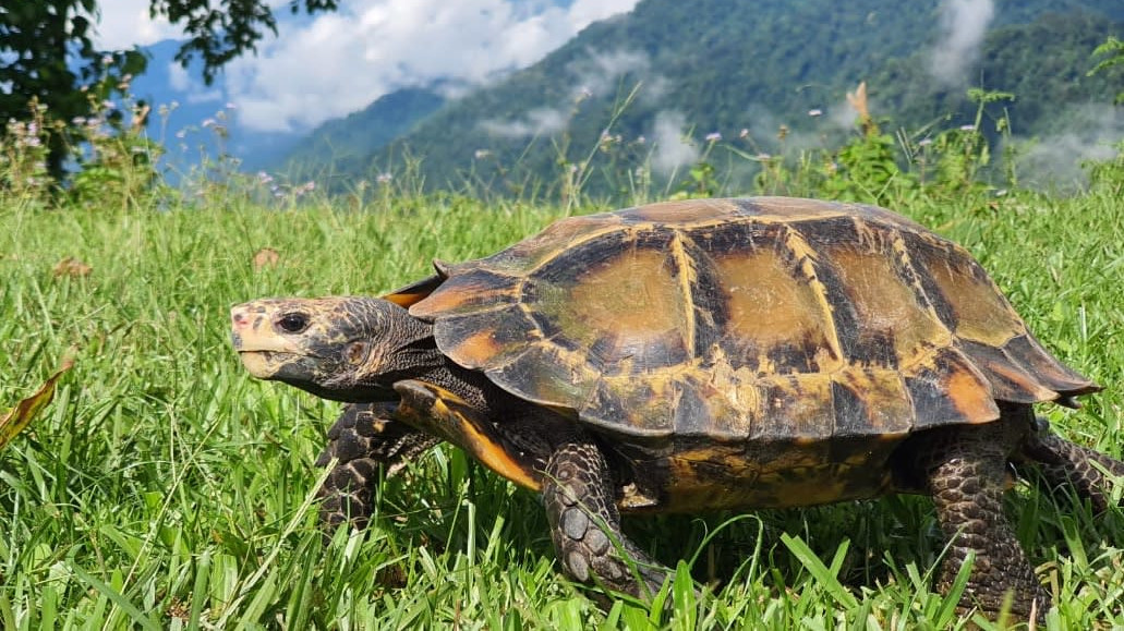 A Hidden Life: The Impressed Tortoise in Central Arunachal Pradesh