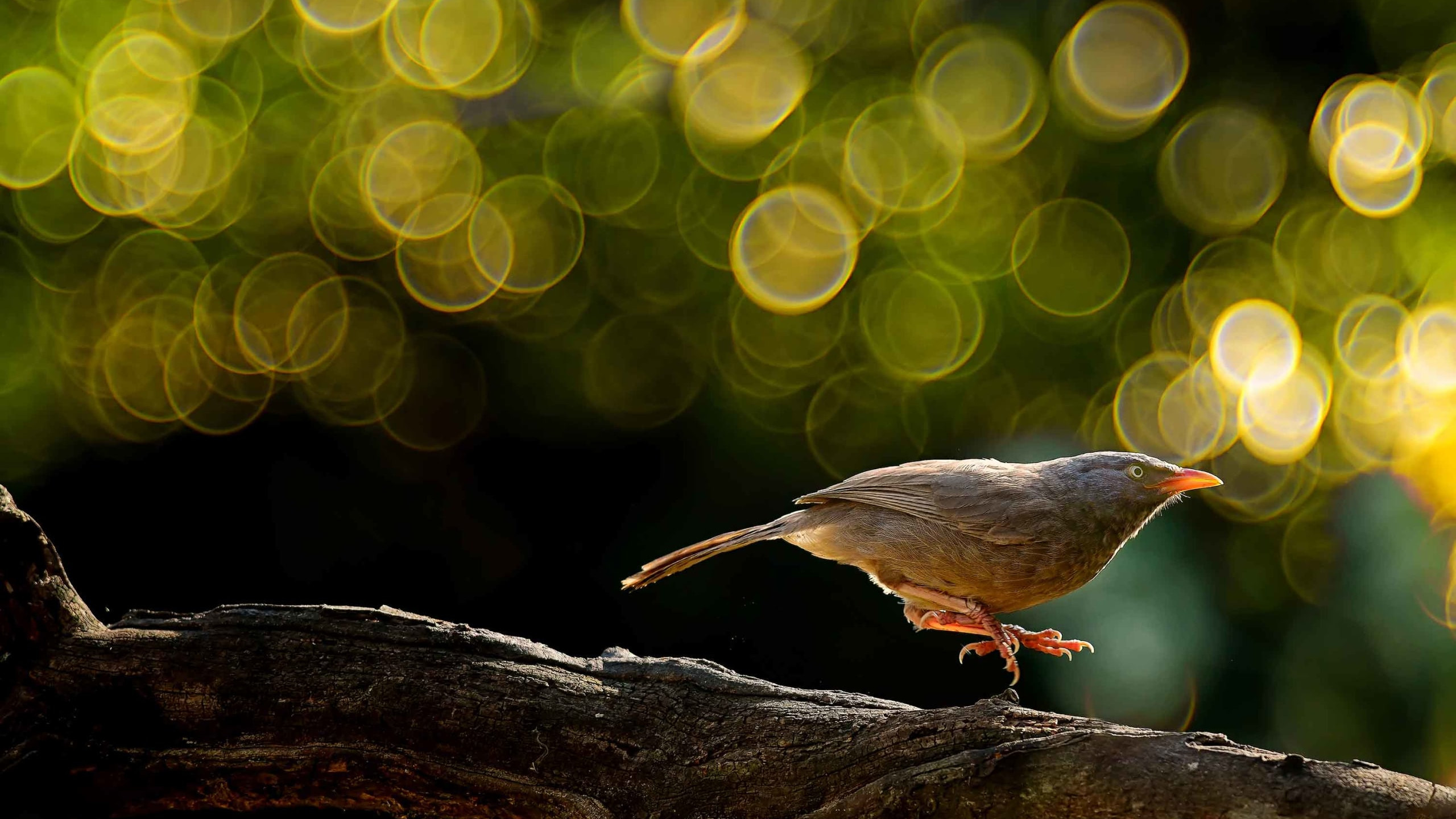 The Babblers Five: Soul Sisters and Charming Angry Birds