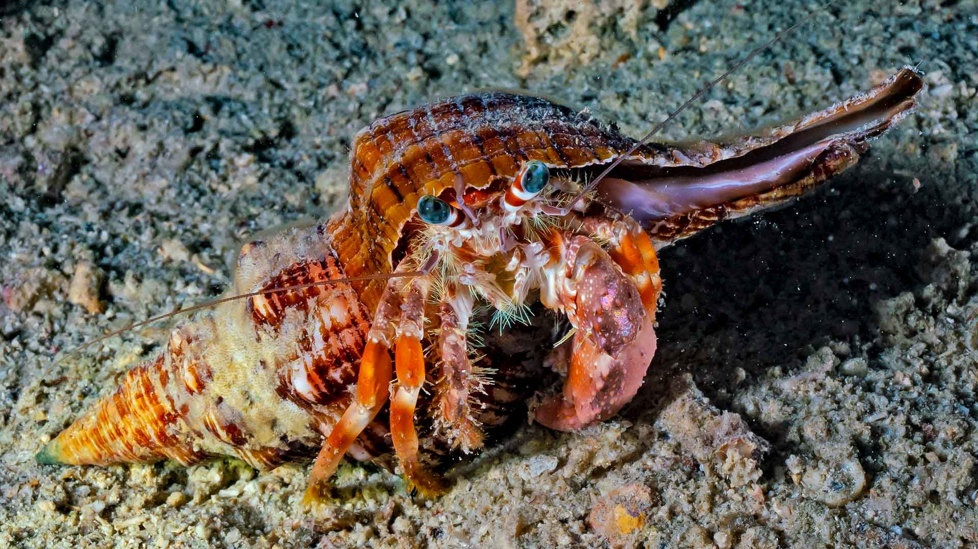 Hermit Crabs: Mobile Home in a Snail Shell