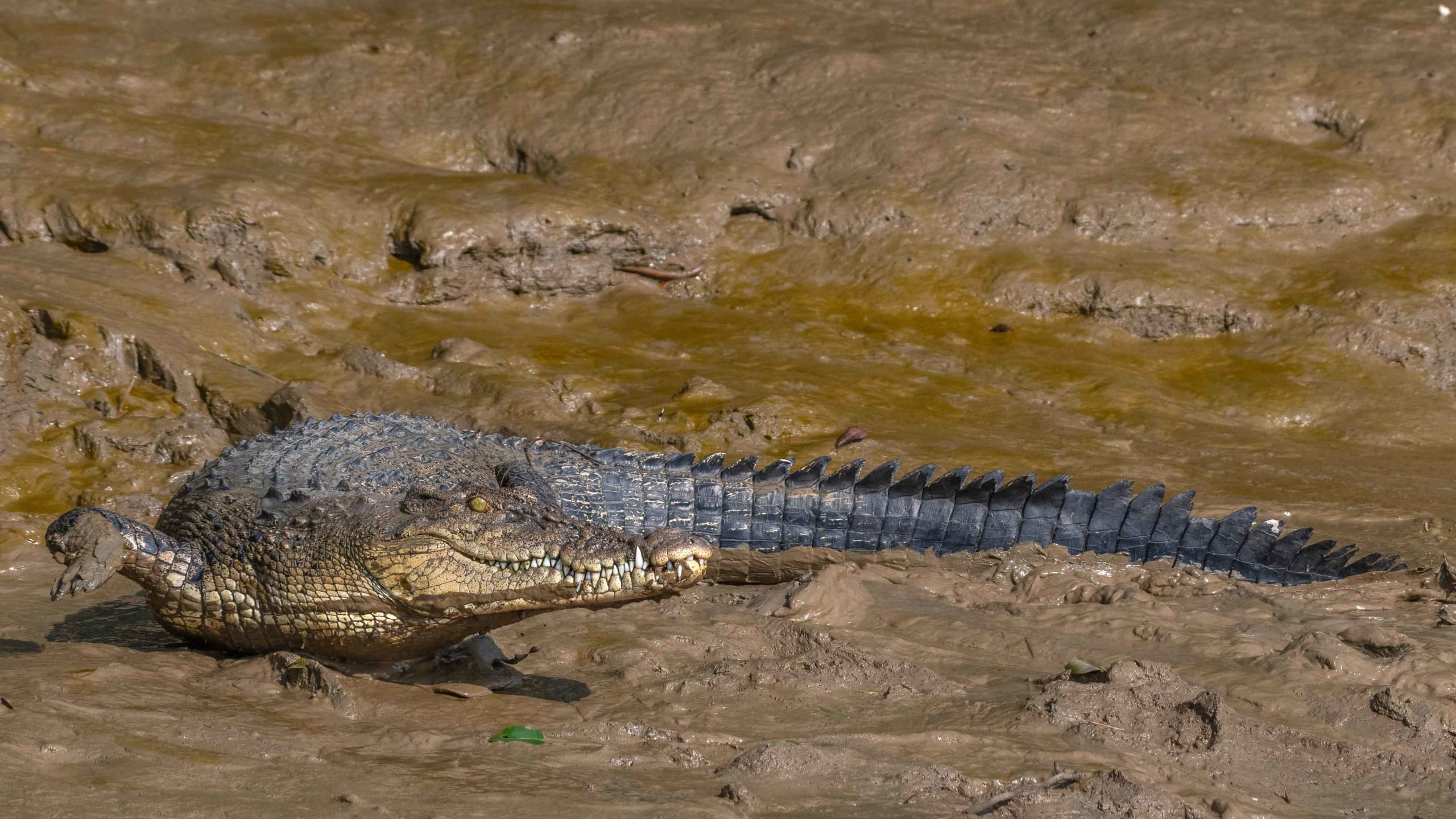 Back from the Brink: Saltwater Crocodiles in Bhitarkanika