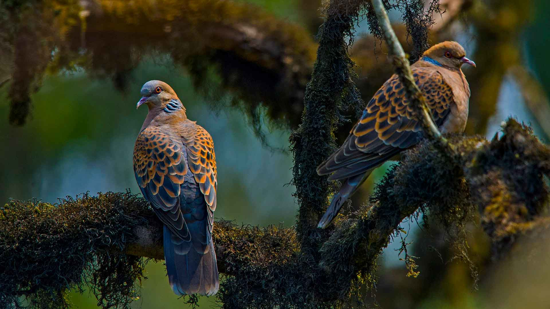 Pigeons and Doves: Lovey-Dovey and Very Savvy