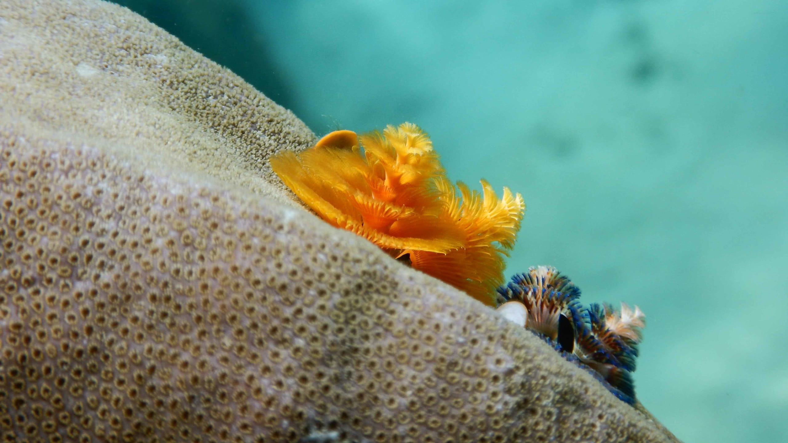 Bright and Bristly: Christmas Tree Worms and Their Festive Whorls