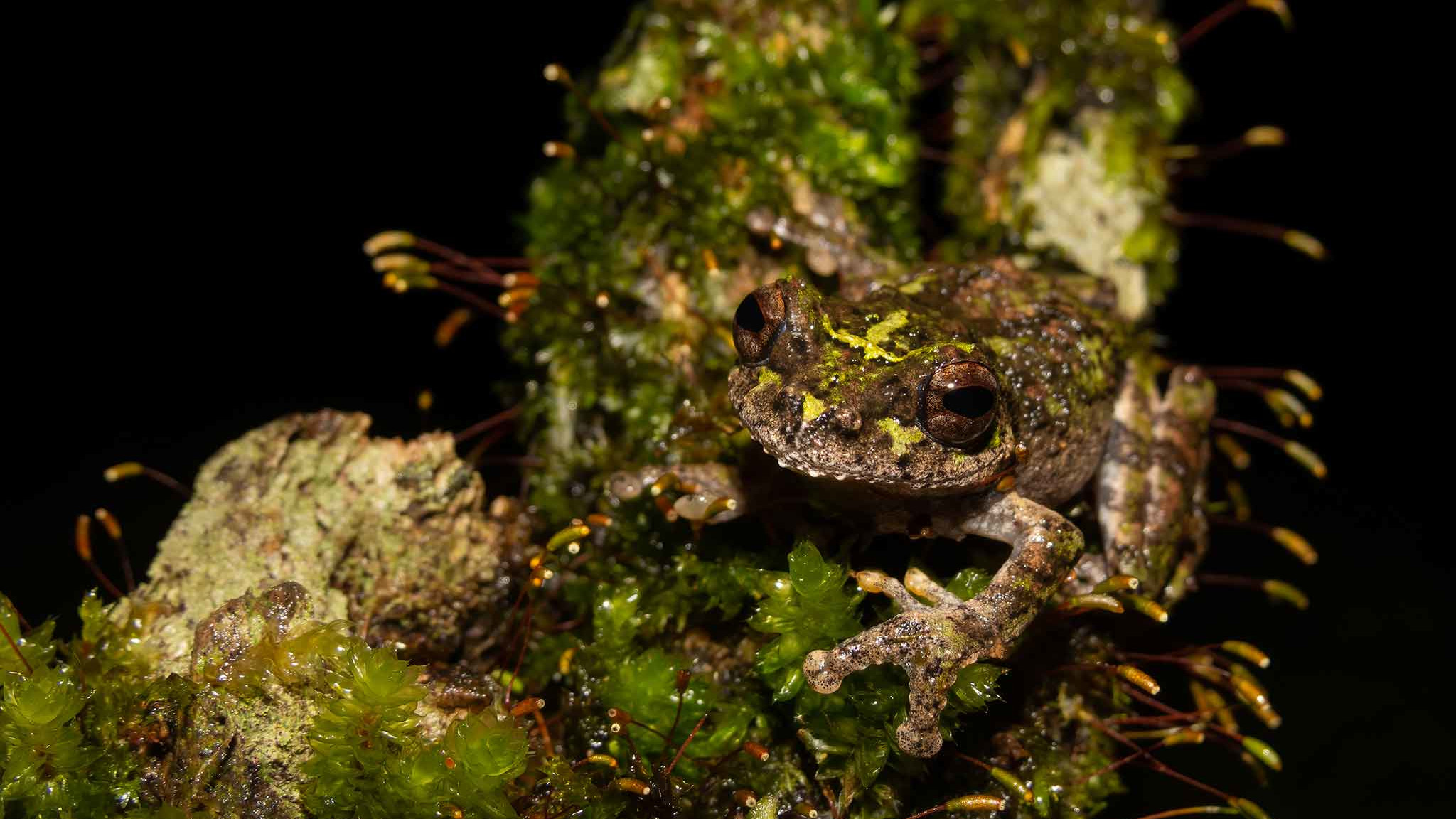 Hide and Seek: The Water Drop Frog of the Western Ghats