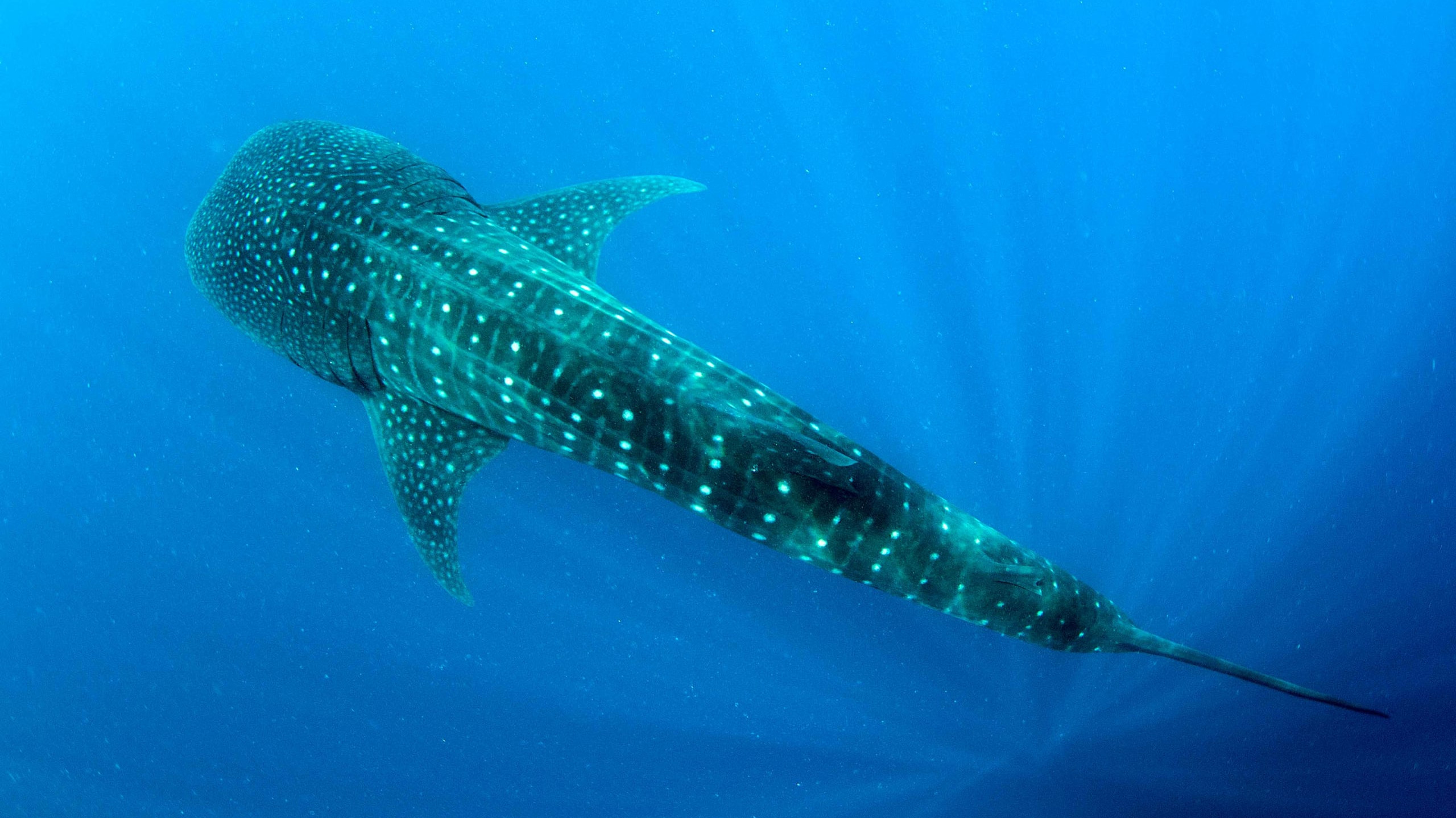 Getting to Know You: Diving Into the Amazing World of Sharks