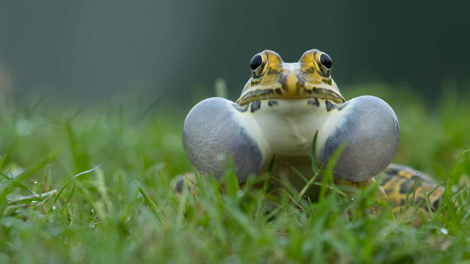 Loud and Clear: Bullfrogs of India