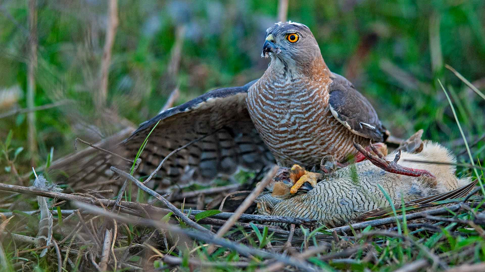 Hawk Assault: Agile Hunters on a Wing