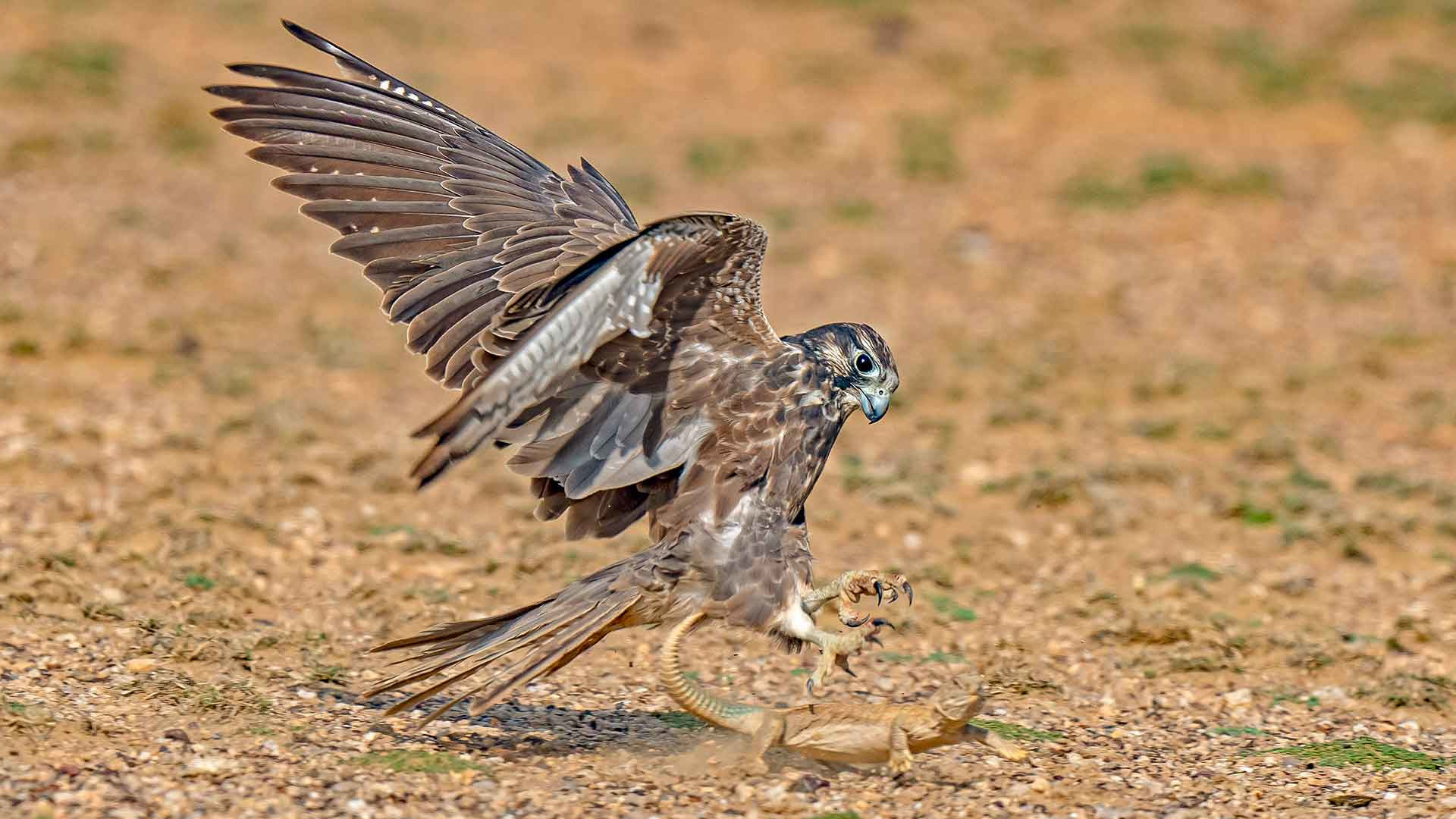 Fantastic Falcons: Streamlined, Superfast Raptors in Many Avatars
