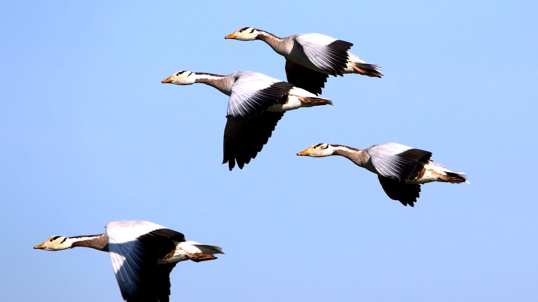 High Flier: Bar-headed Goose Over the Himalayas