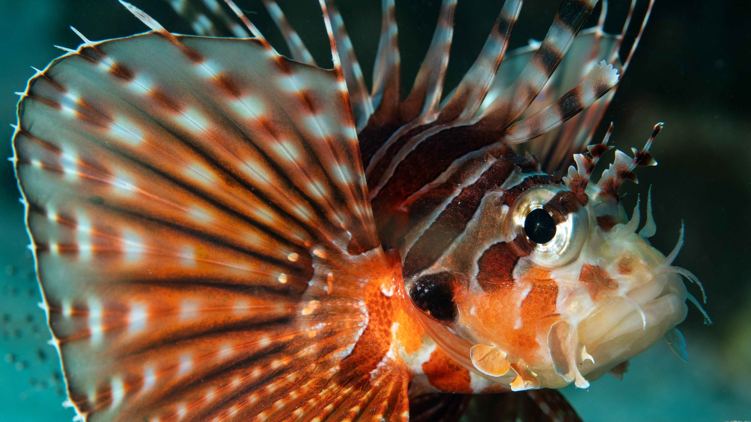 Beauty or Beast? The Lionfish Conundrum