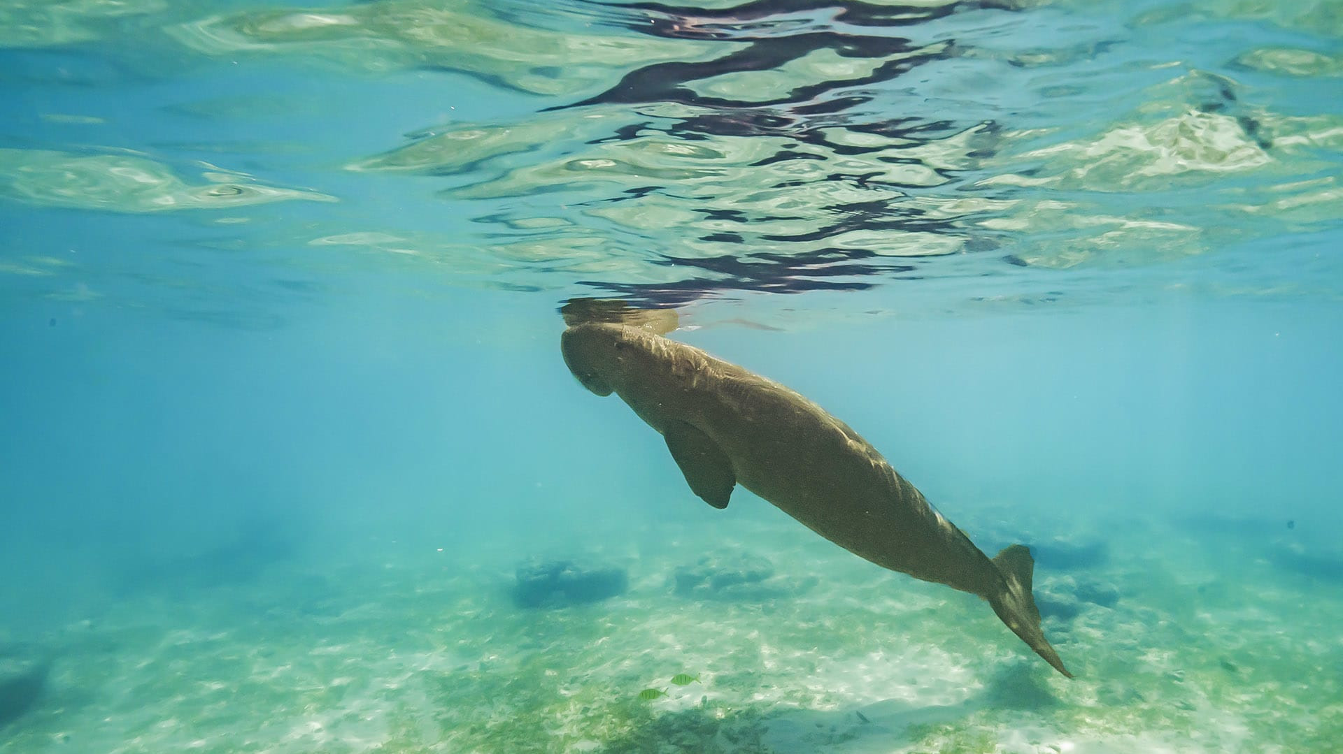 Dwindling Dugongs: Meandering Trails in Seagrass Meadows