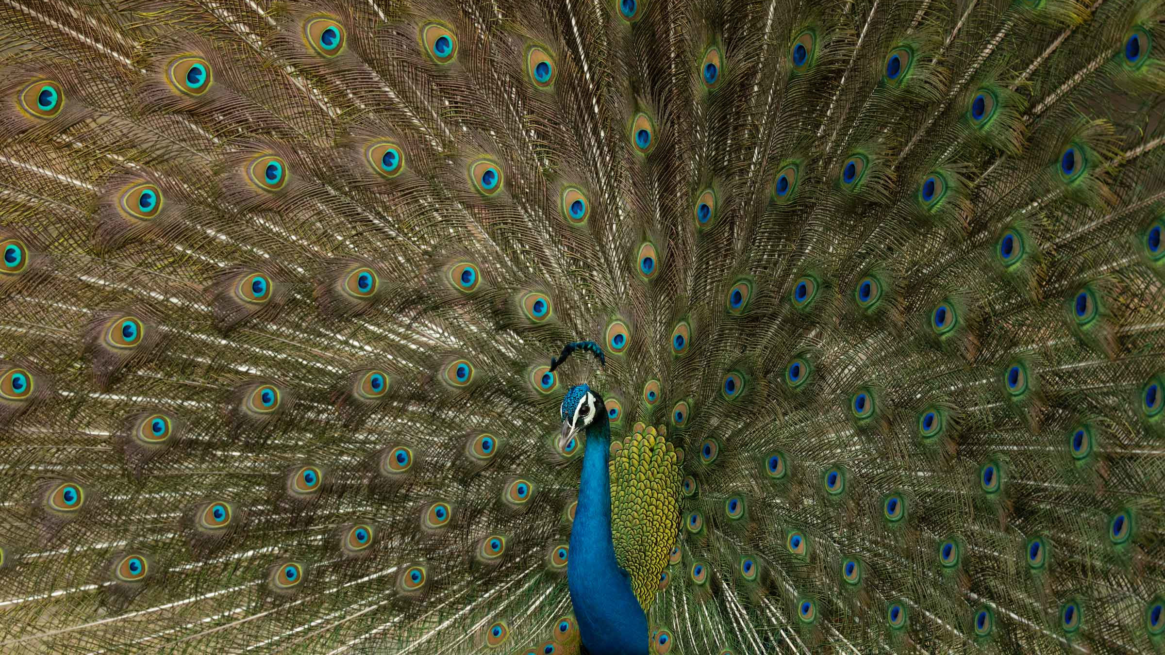 Peafowl Tales: Flamboyant Trains and Screeching Calls