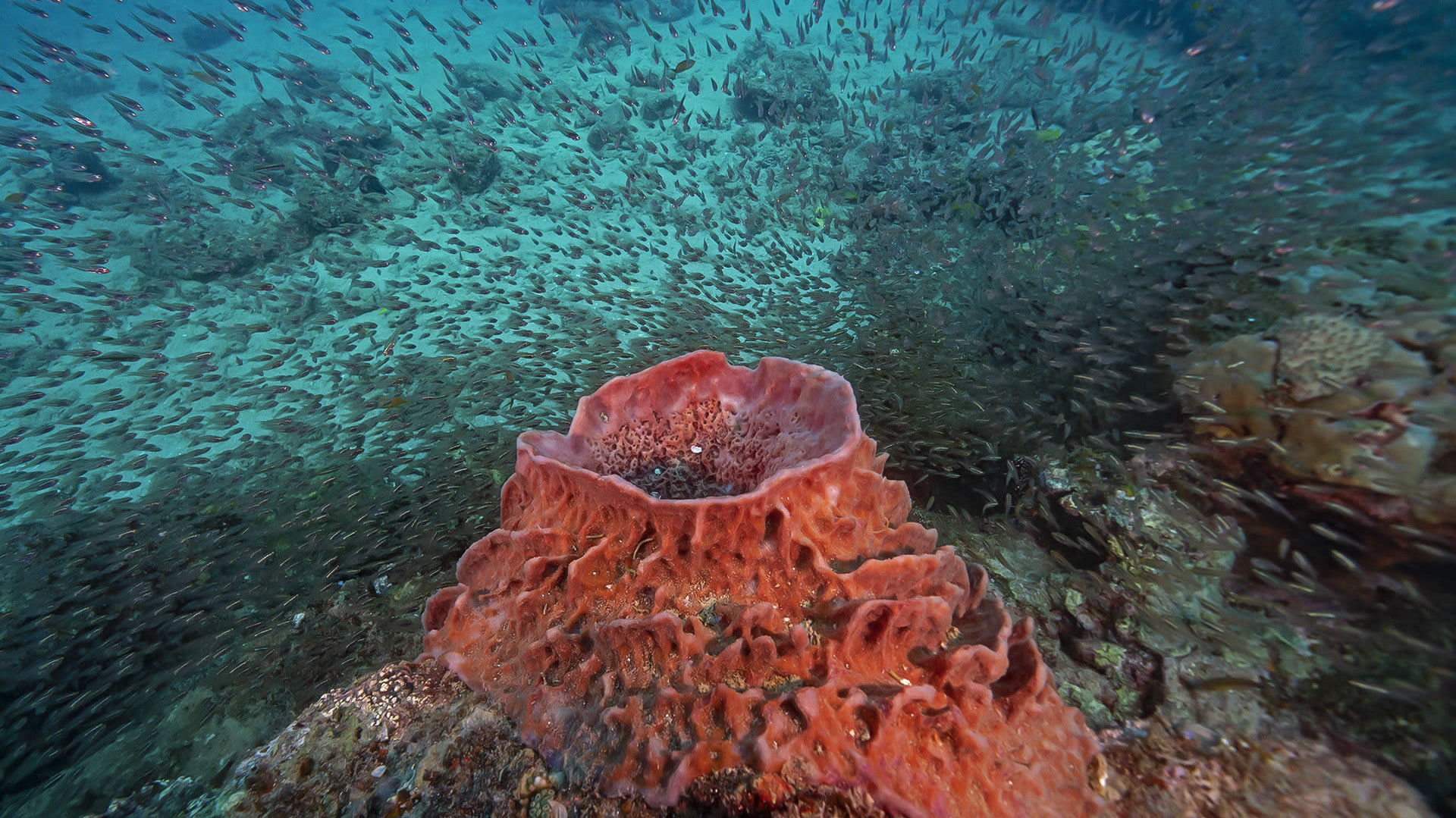 Swimming Amongst Fossils: What Sponges Tell Us About the World