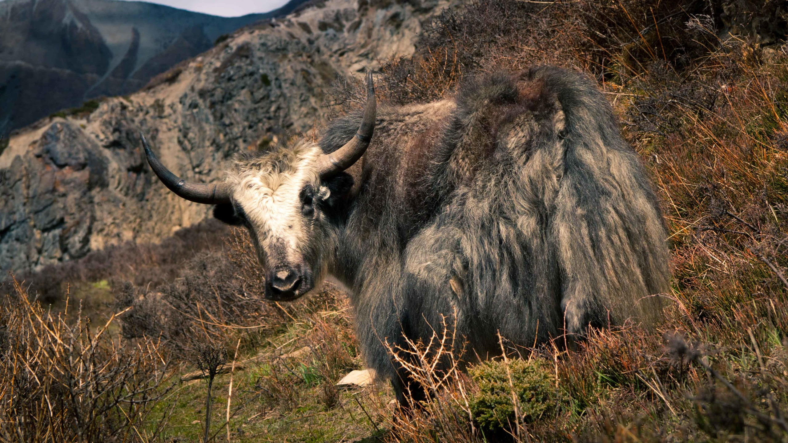 The Wild Yak: Treasure of the High Plateaus