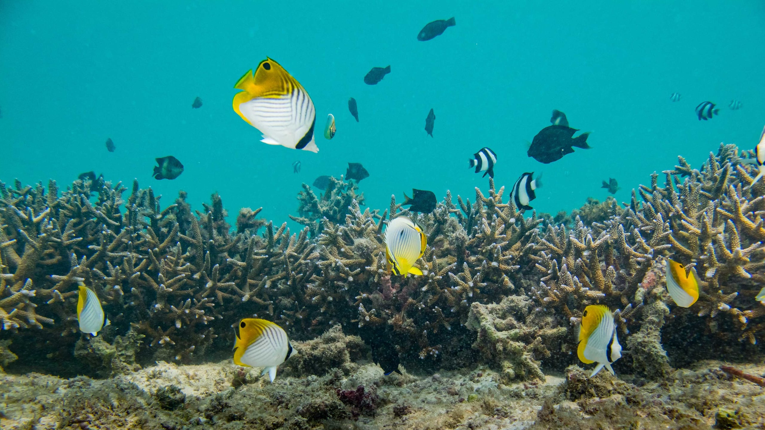 Butterflyfish in a Coral Garden