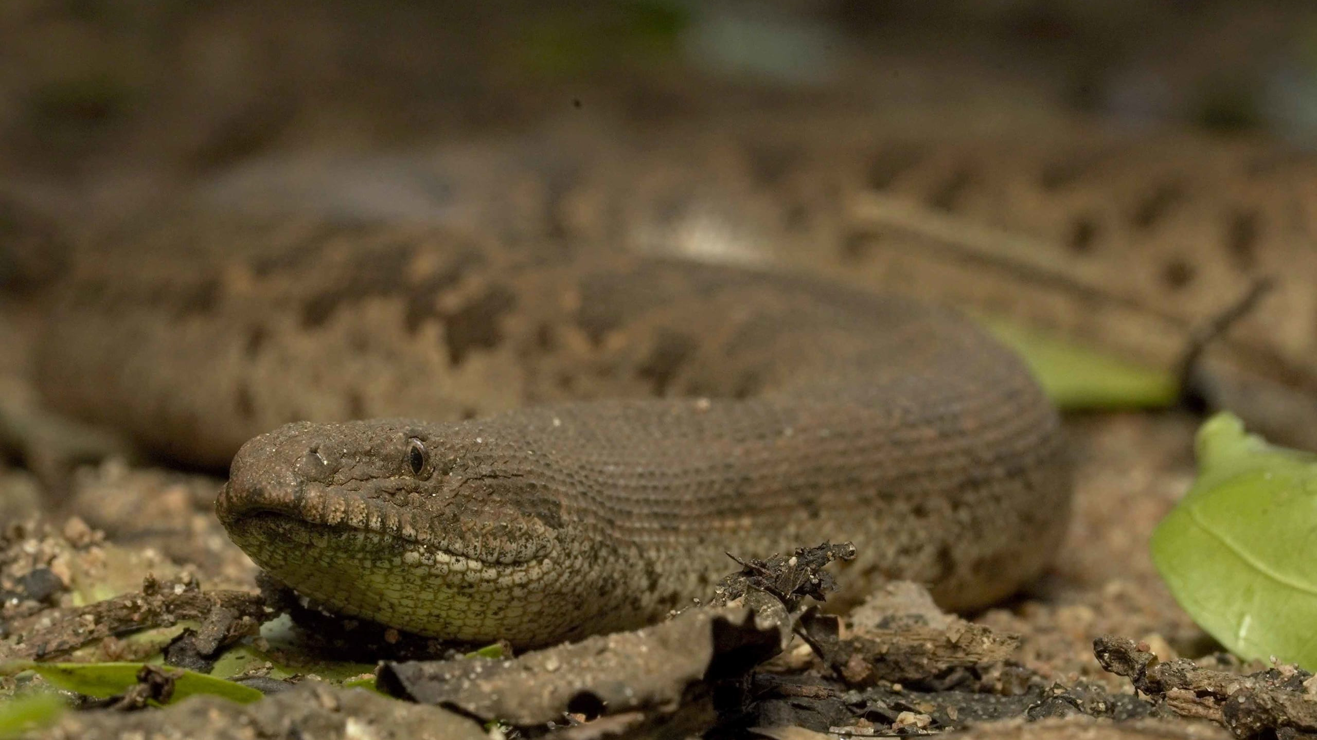 What Lies Beneath: Rough-scaled Sand Boa