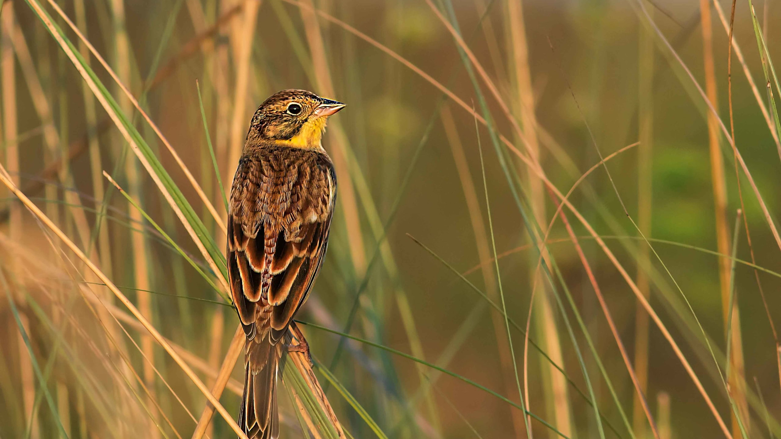 By the Flock: Decline of the Yellow-breasted Bunting