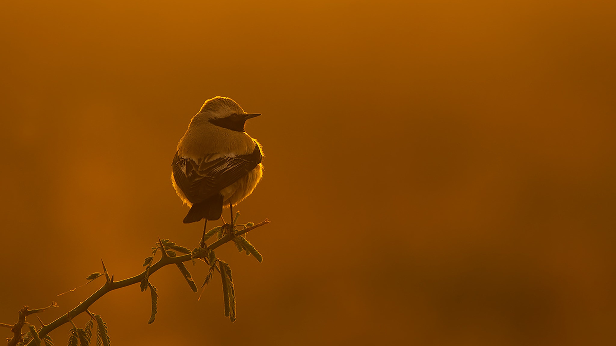 Decoding the Wheatears of India