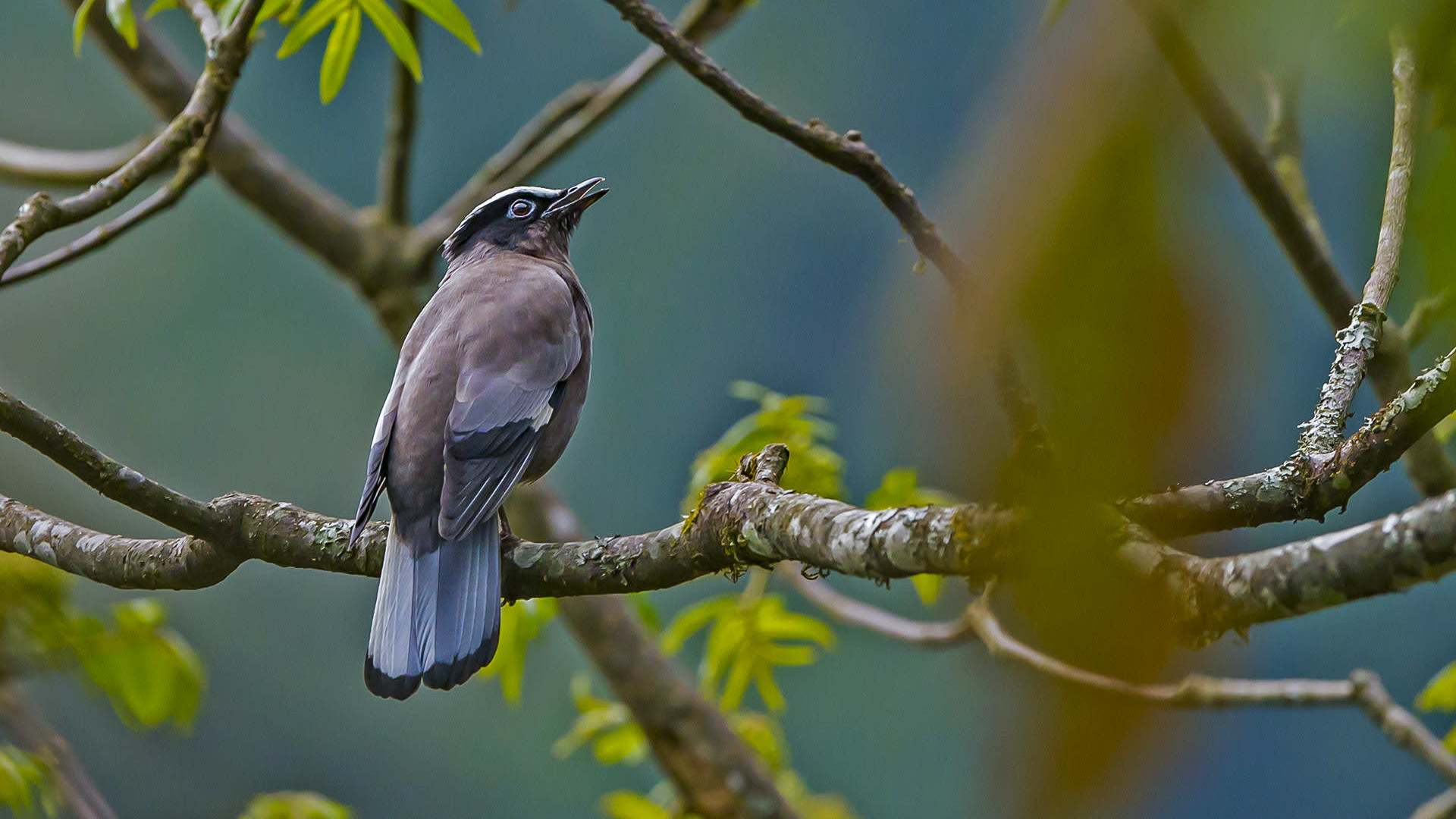 Pretty Cochoas: Sparking Joy in the Himalayas