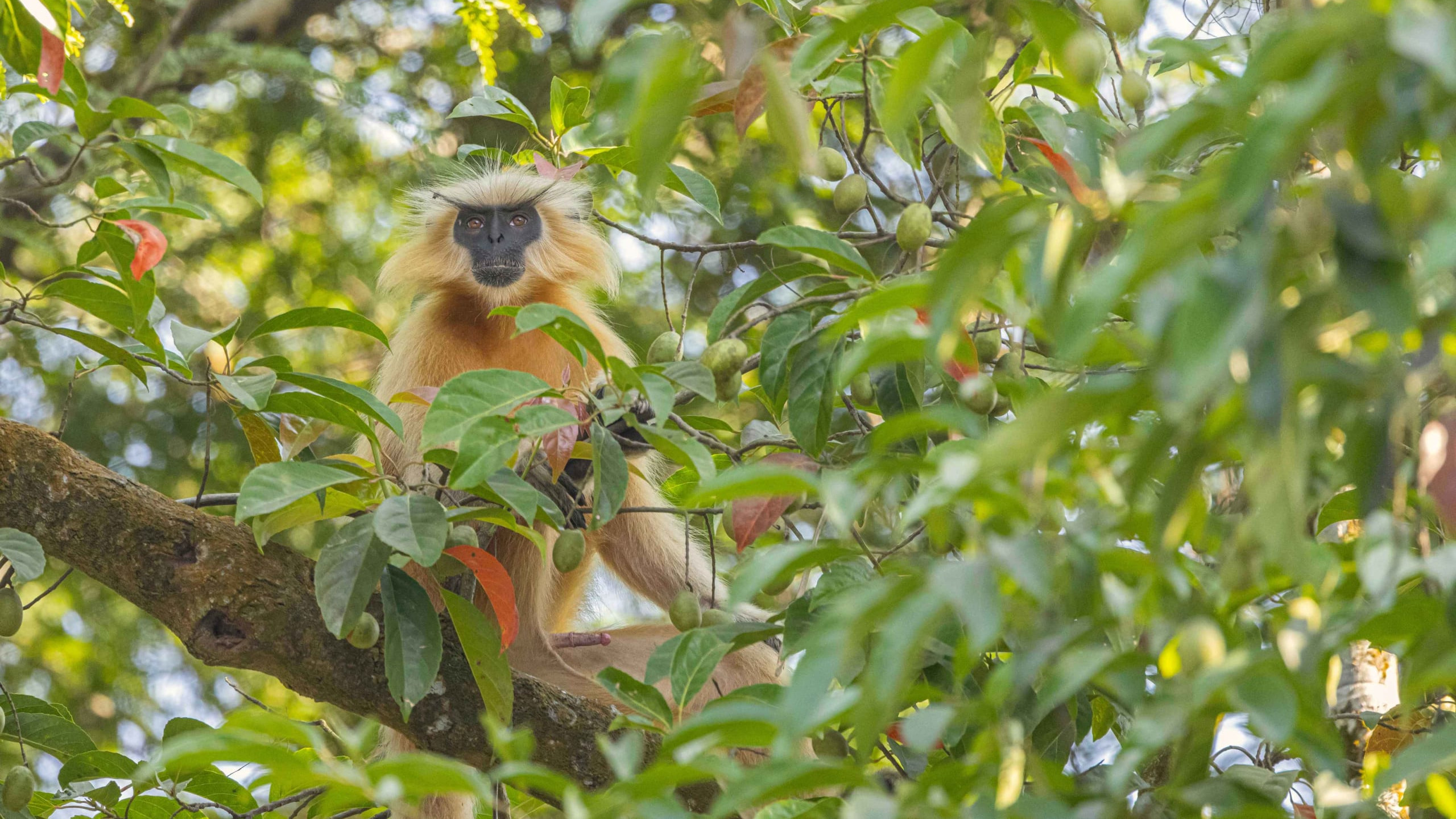 The True Tree World of Golden Langurs