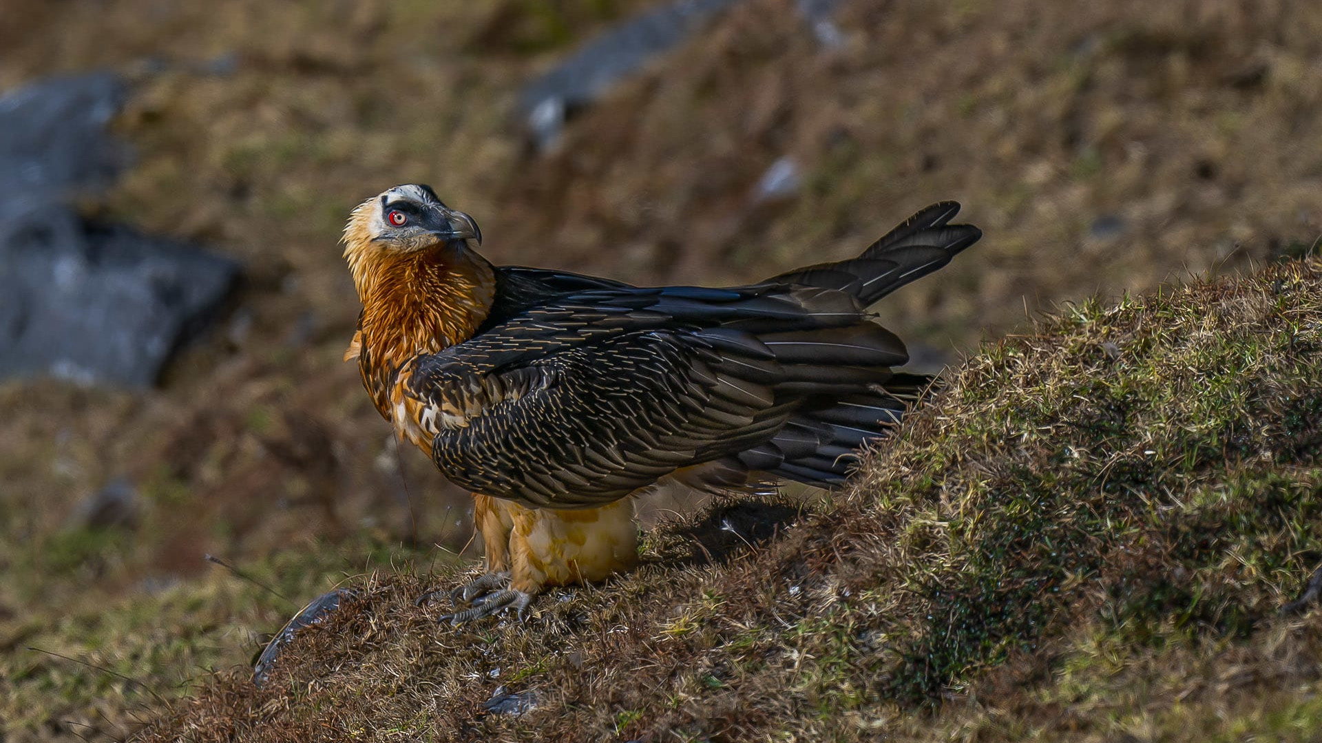 Bearded Vulture: The Marrow-Minded Raptor