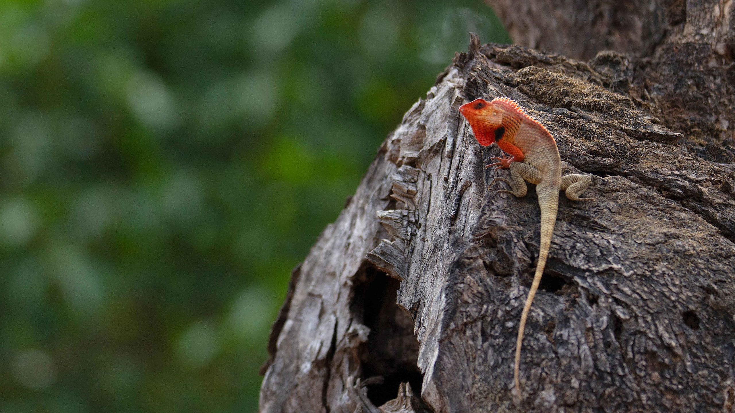 Oriental Garden Lizards: Quick Learners or Bloodsuckers?