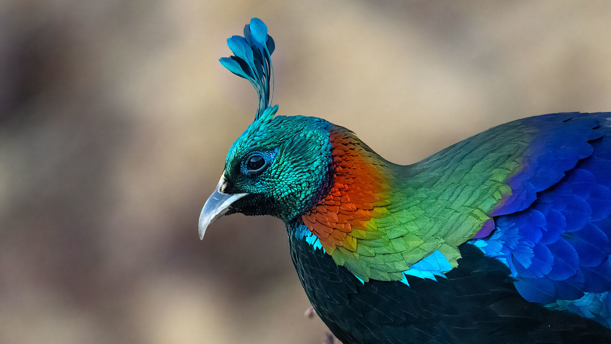 Bejewelled: On the Trail of the Himalayan Monal in Uttarakhand
