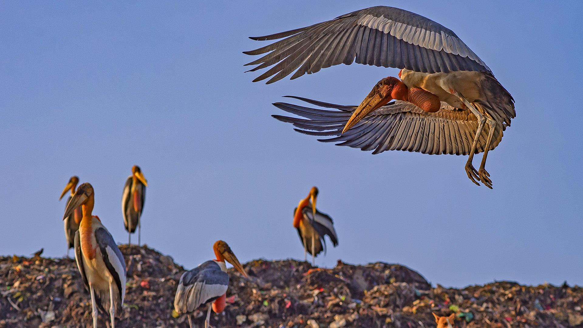 Storks: Birds with Broadsword Bills