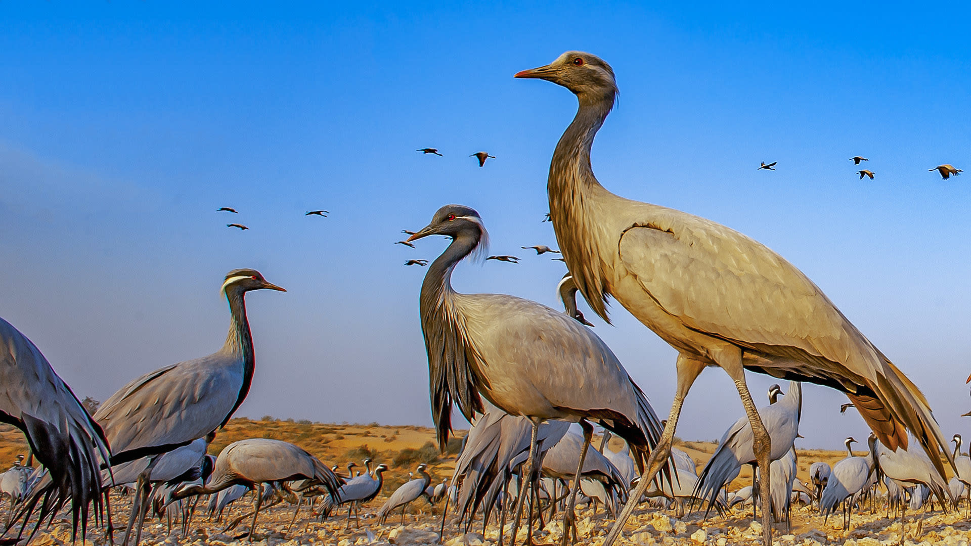 Cranes: Trumpeters of the Skies