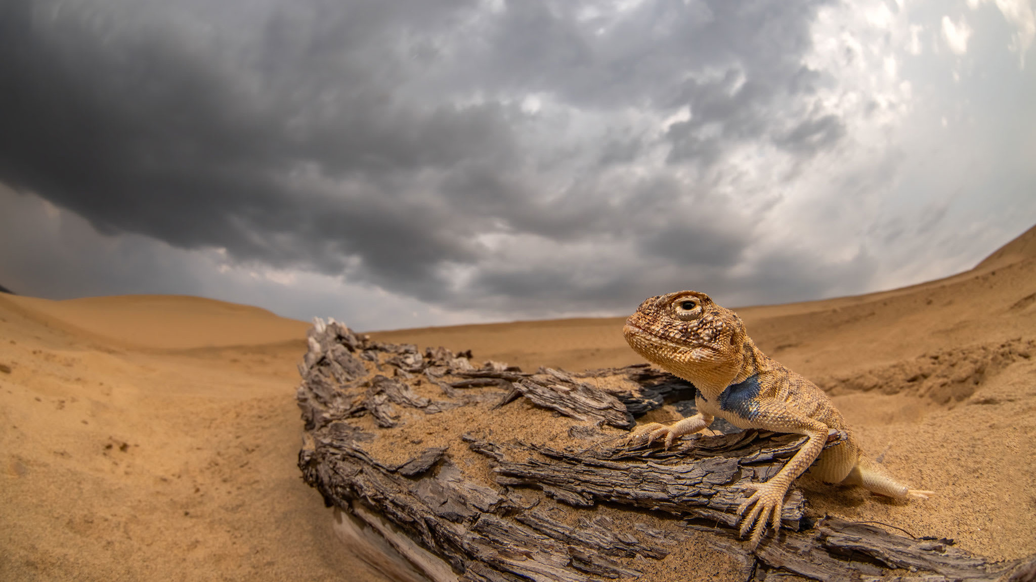 Rajasthan Toad-headed Agama: Master of the Shifting Sands