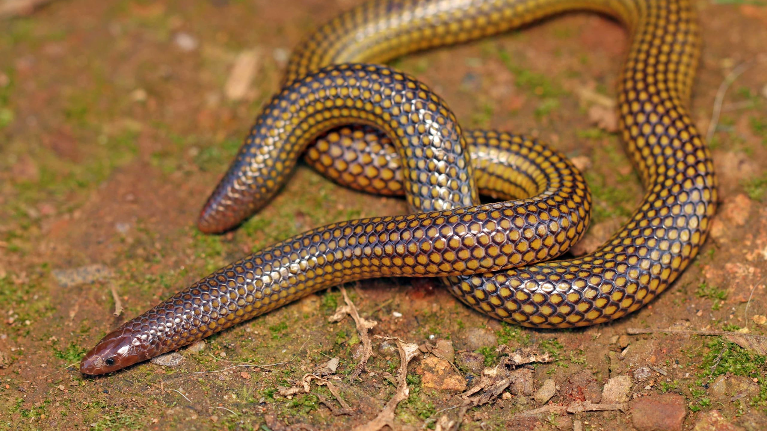Shieldtails: Hidden Beauties of the Underground
